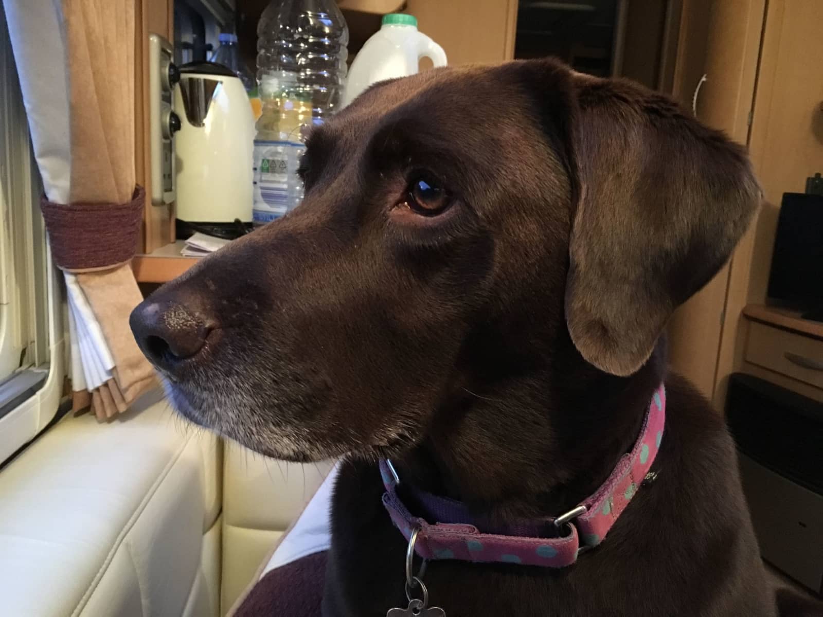 Housesitting assignment in Bishops Stortford, United Kingdom