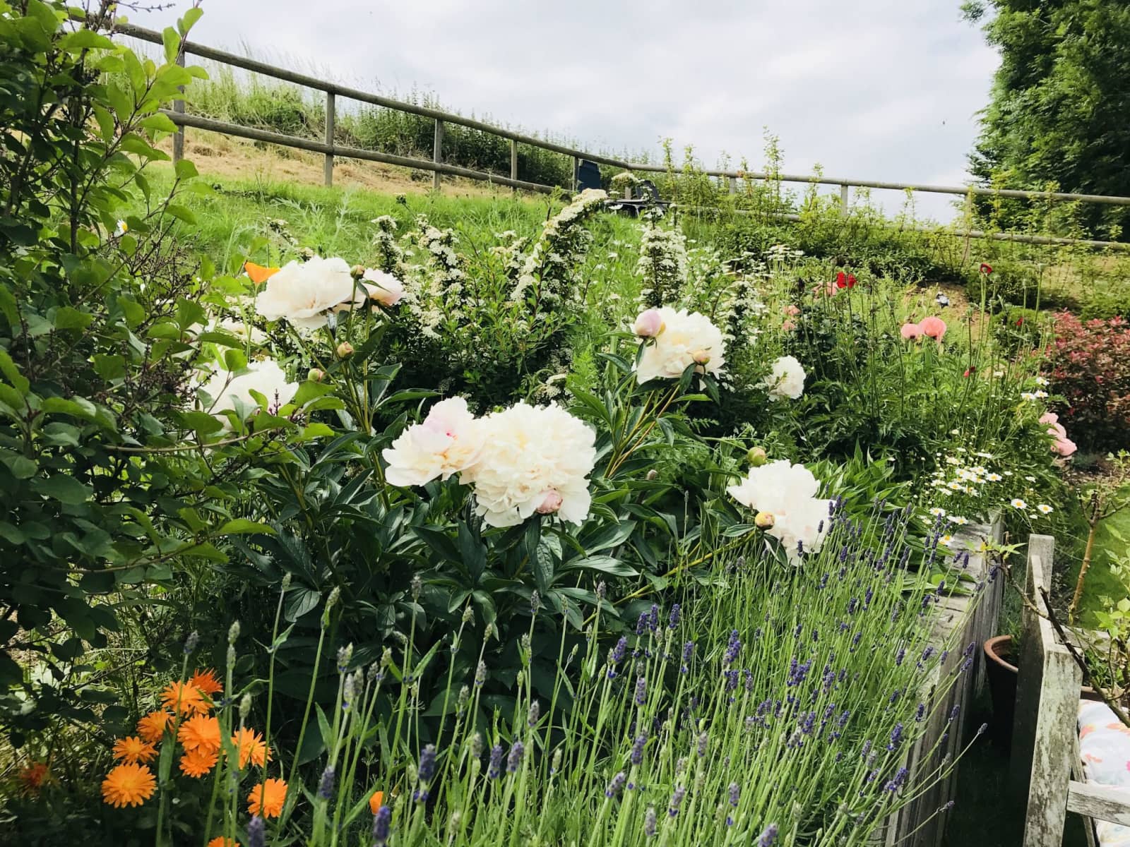 Housesitting assignment in Eynsford, United Kingdom