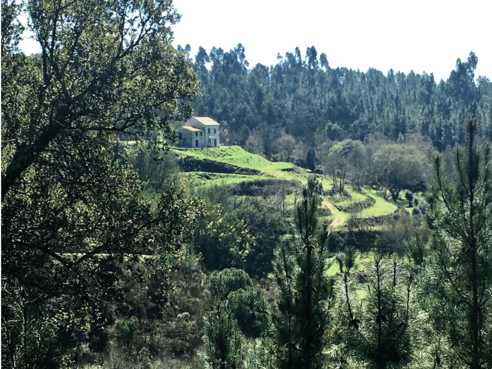 Housesitting assignment in Carregal do Sal, Portugal