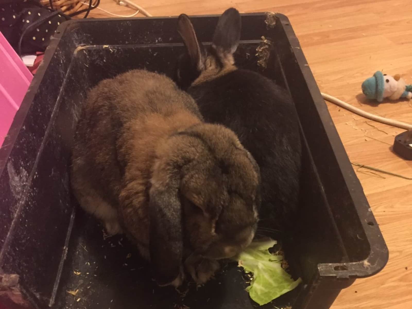 Housesitting assignment in Nottingham, United Kingdom