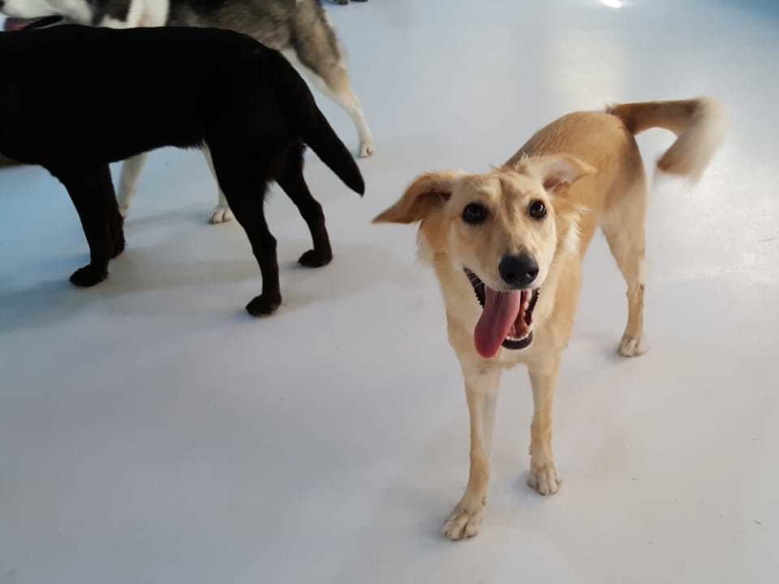 Housesitting assignment in Dubai, United Arab Emirates