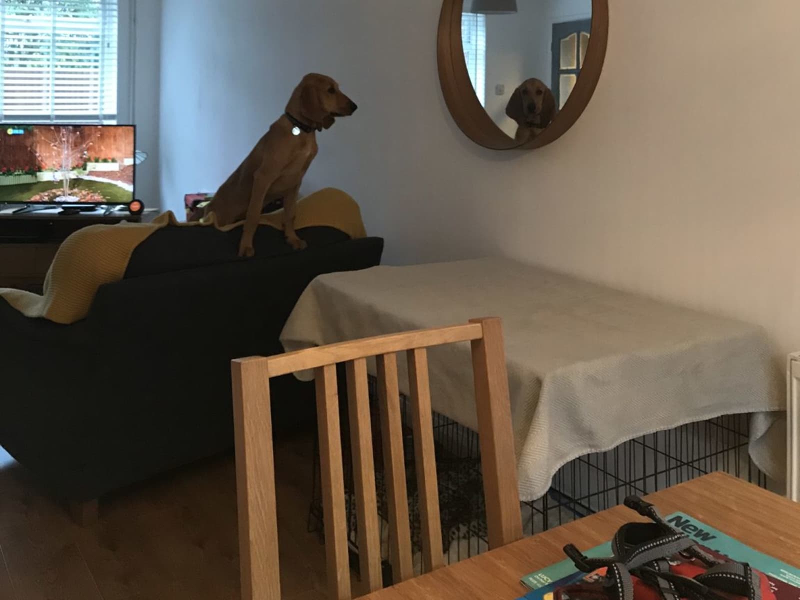 Housesitting assignment in Horsham, United Kingdom