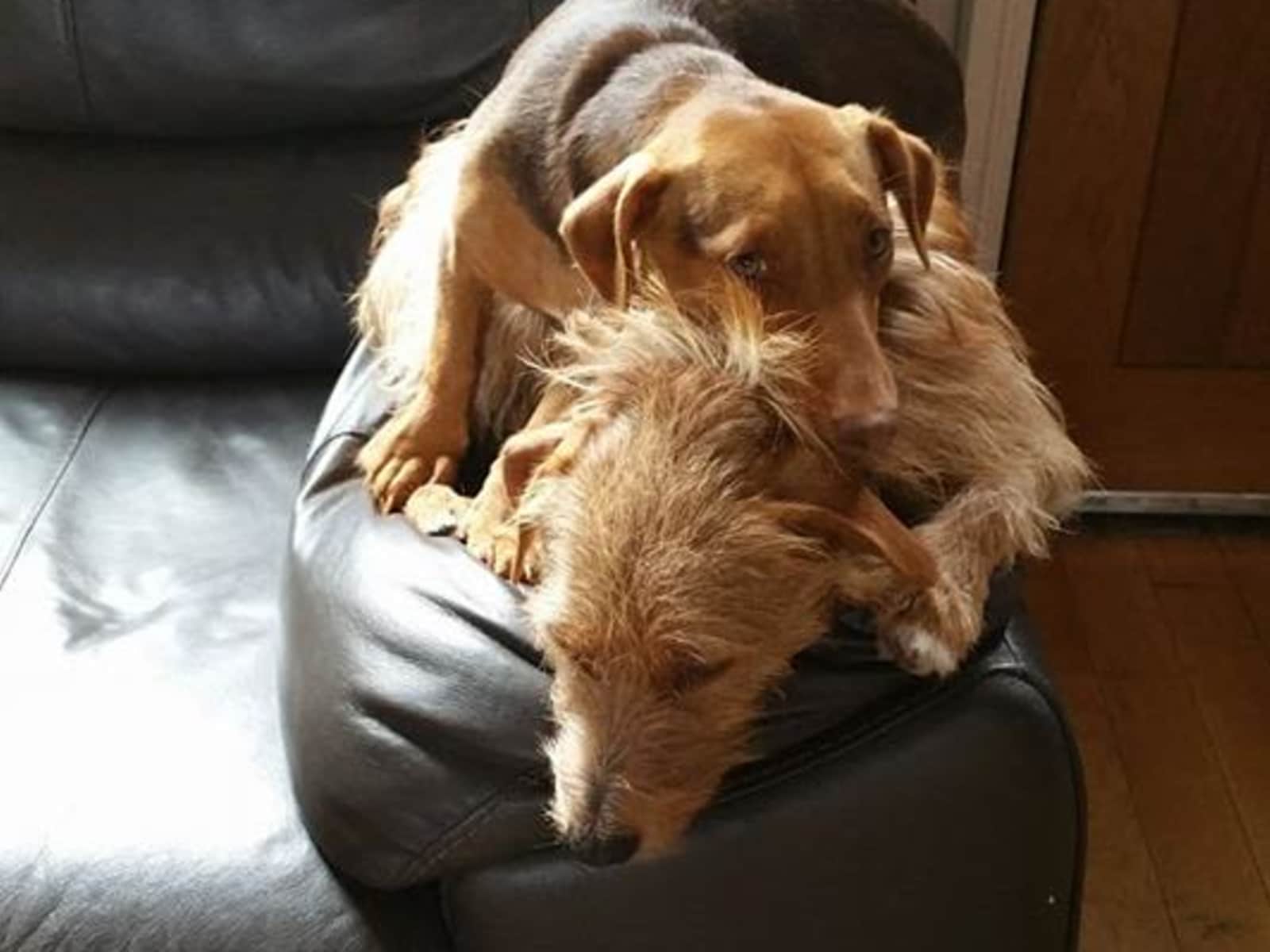 Housesitting assignment in Aylesford, United Kingdom