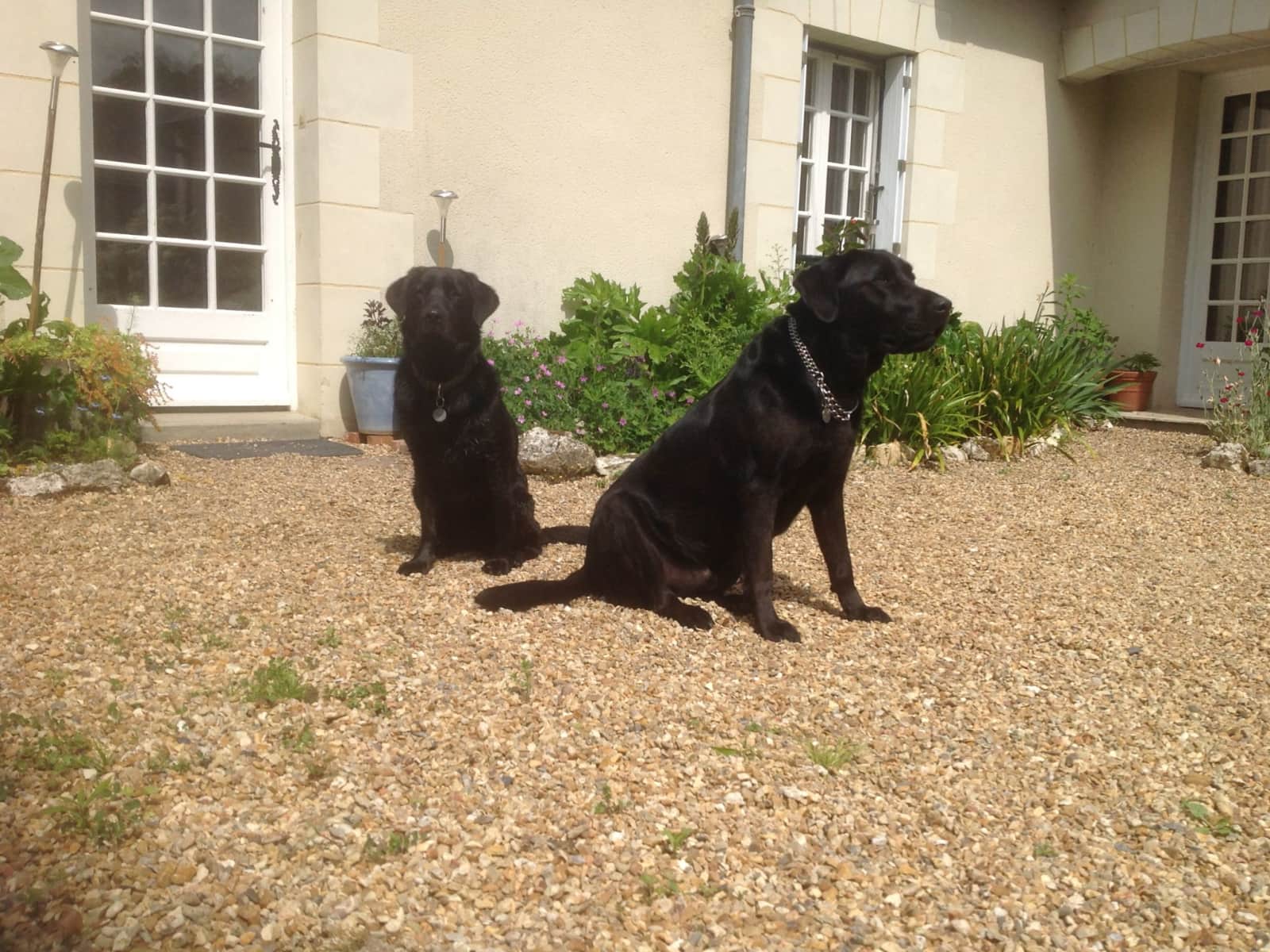 Housesitting assignment in Baugé-en-Anjou, France