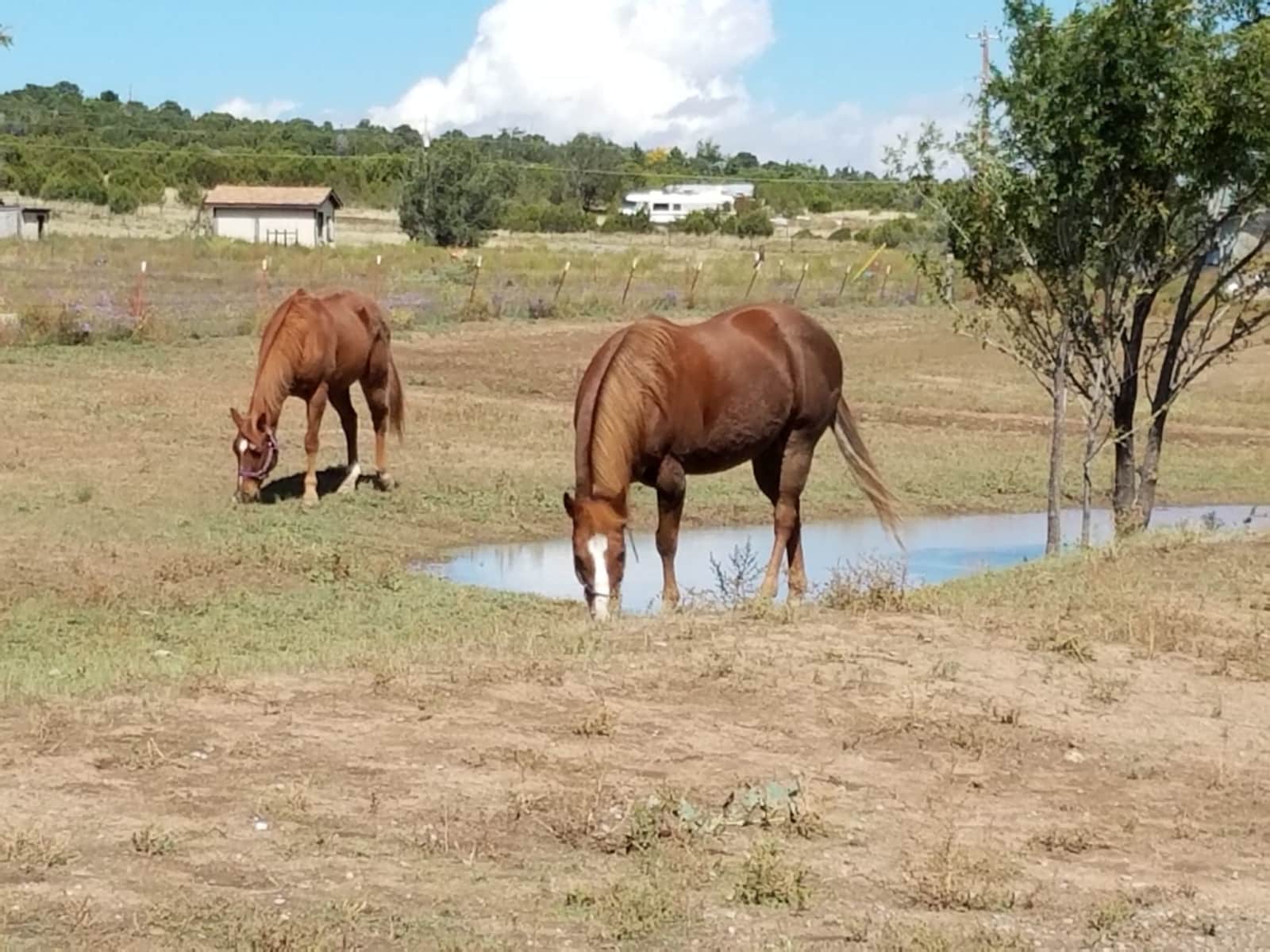 Housesitting assignment in Edgewood, New Mexico, United States