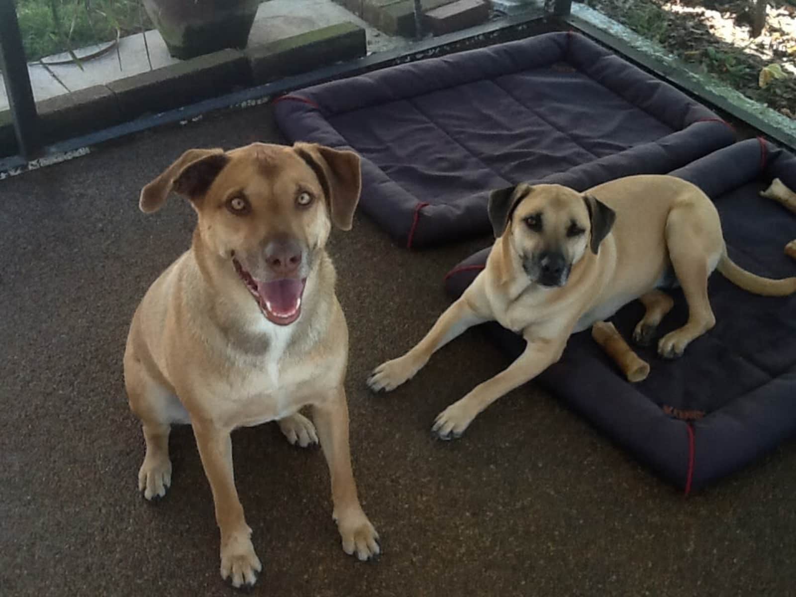 Housesitting assignment in Granbury, Texas, United States