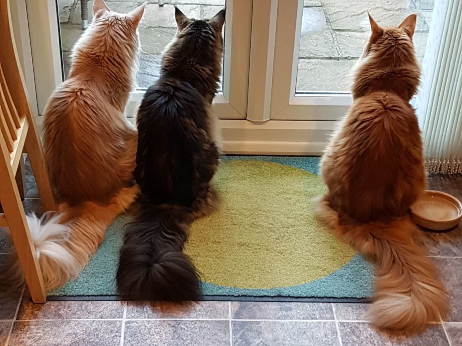 Housesitting assignment in Rugby, United Kingdom
