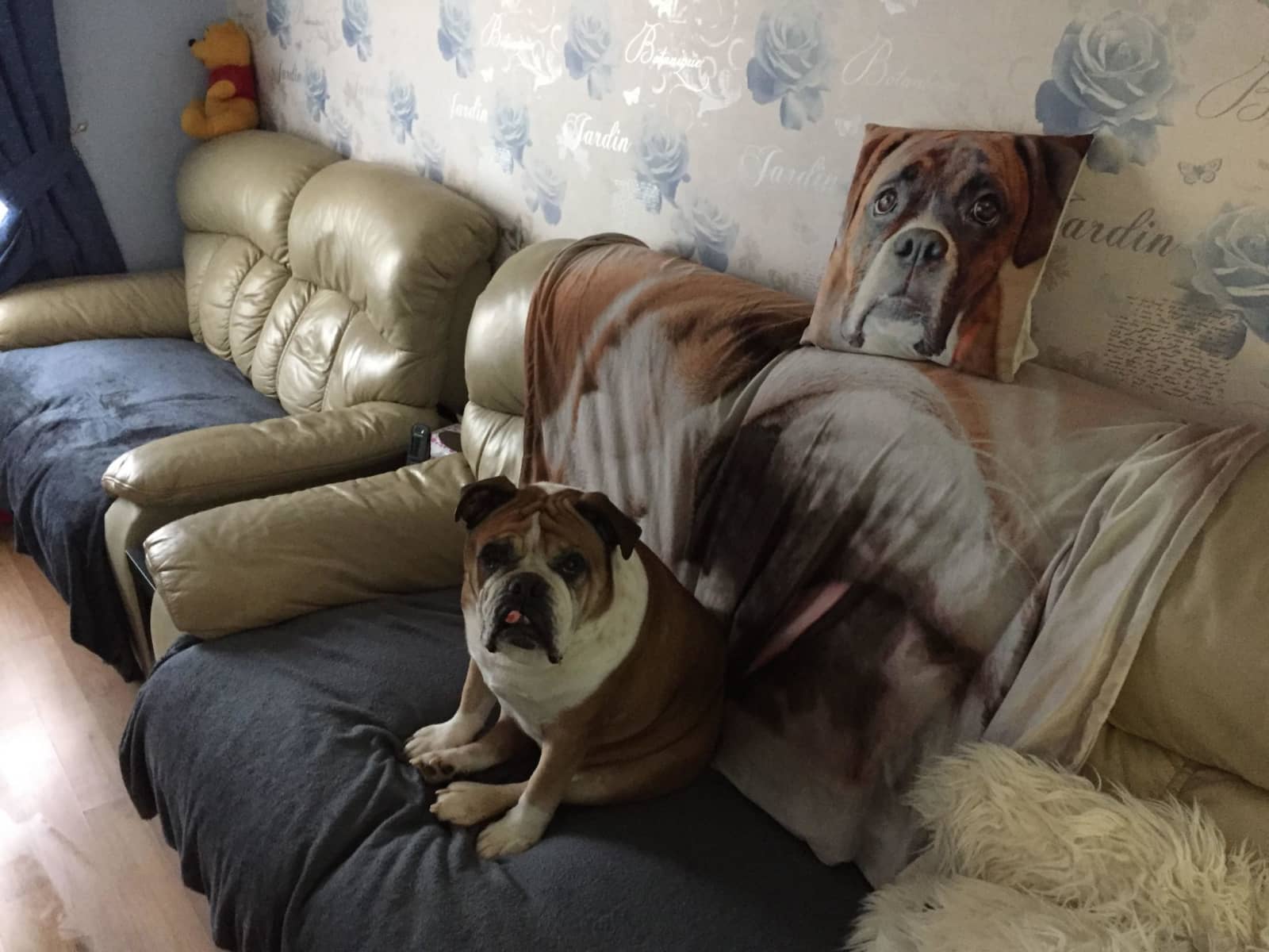 Housesitting assignment in Oxford, United Kingdom