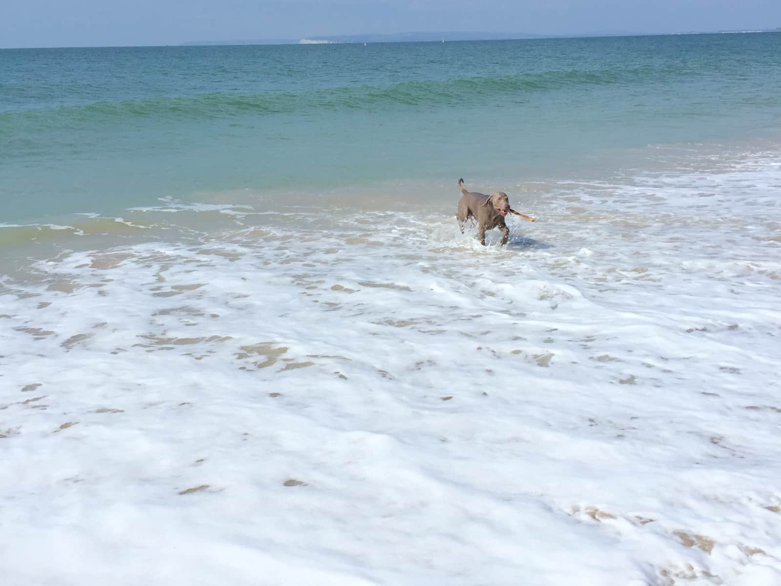 Housesitting assignment in Swansea, United Kingdom