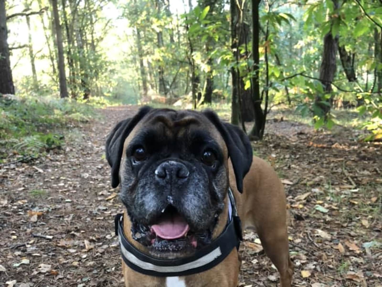 Housesitting assignment in Nottingham, United Kingdom