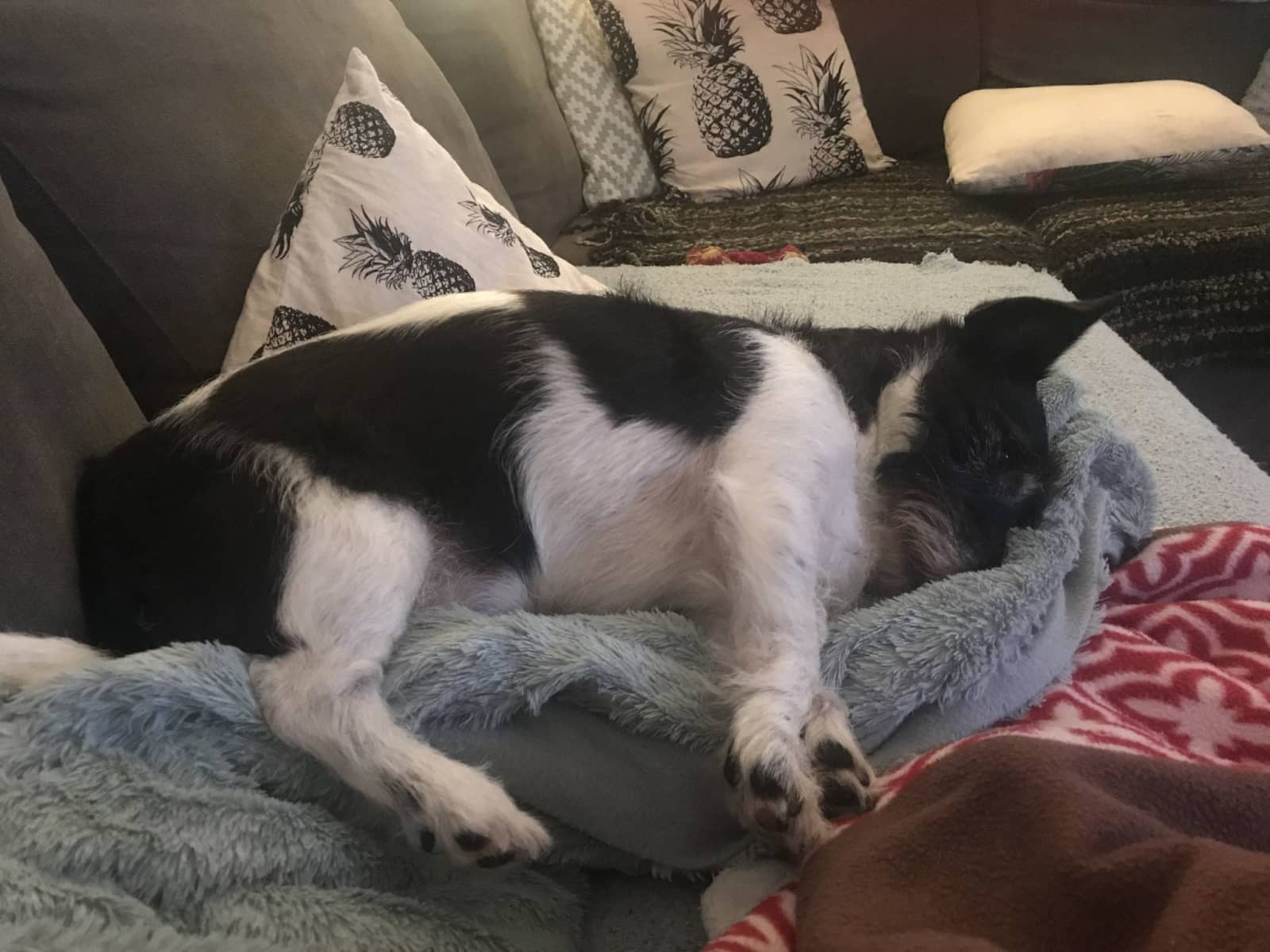 Housesitting assignment in Liverpool, United Kingdom