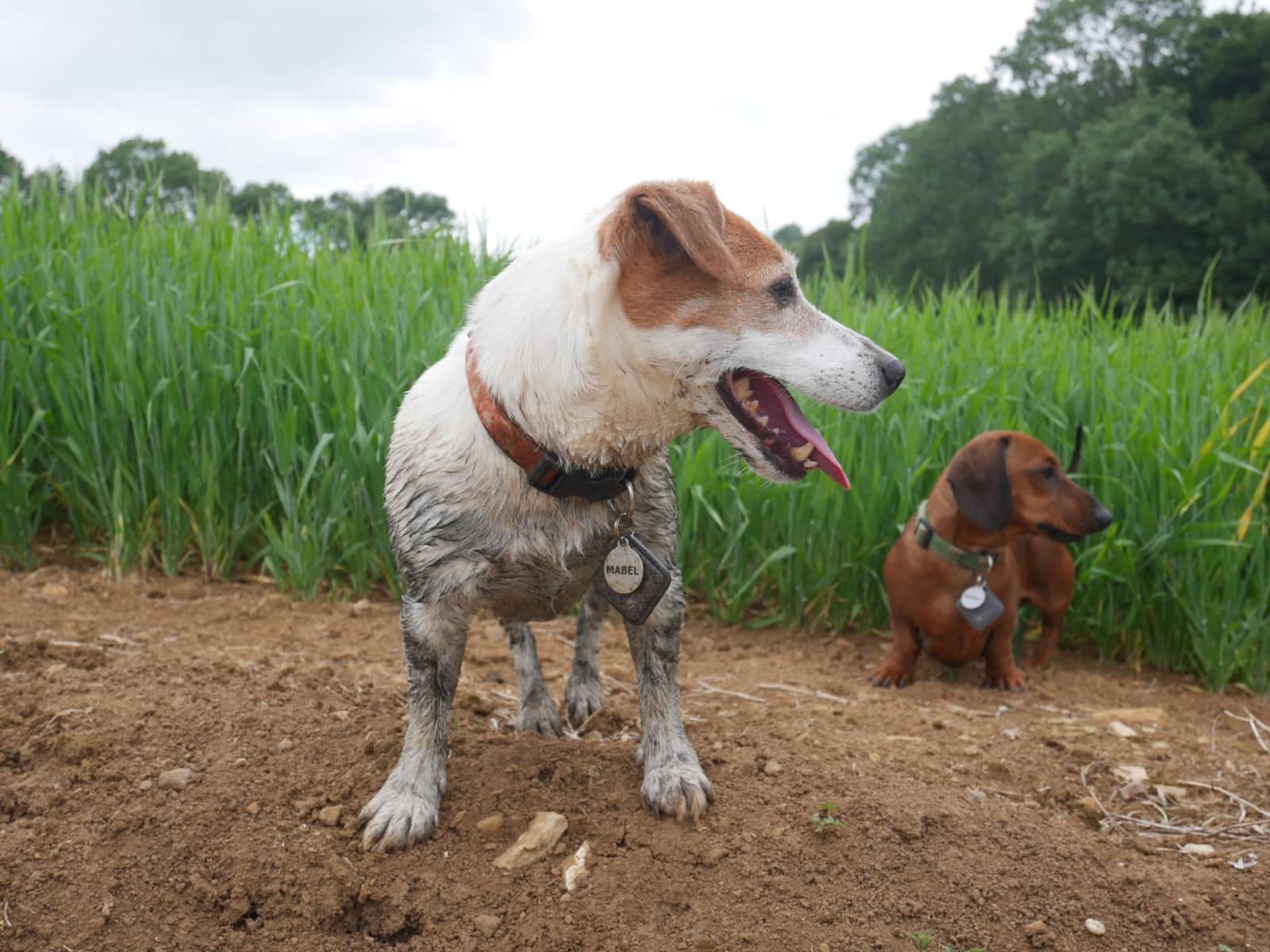 Housesitting assignment in Banbury, United Kingdom