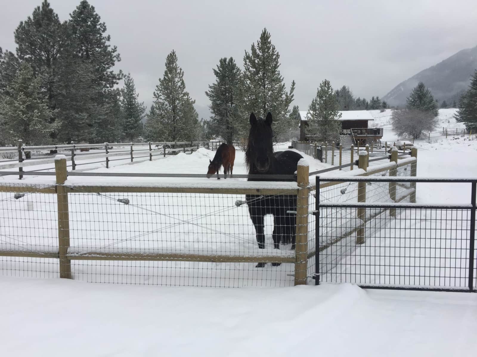 Housesitting assignment in Nelson, British Columbia, Canada