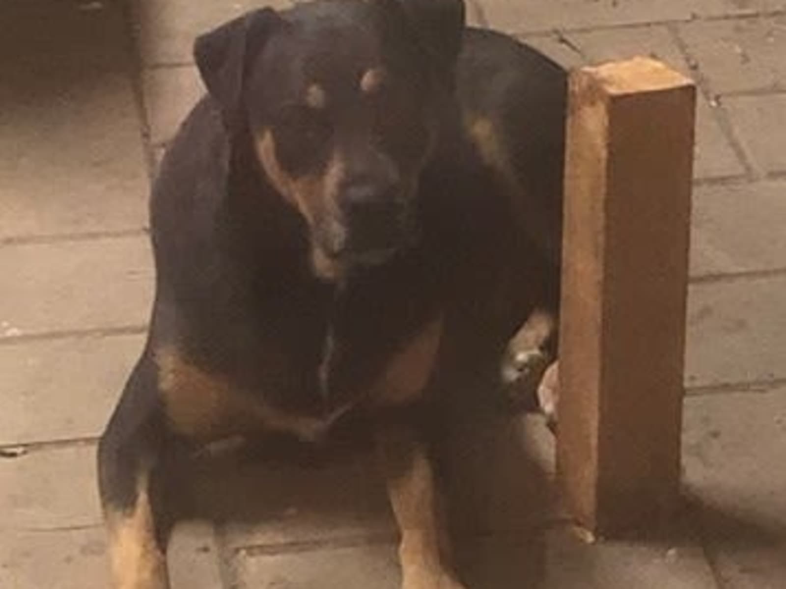 Housesitting assignment in Pakenham, Victoria, Australia