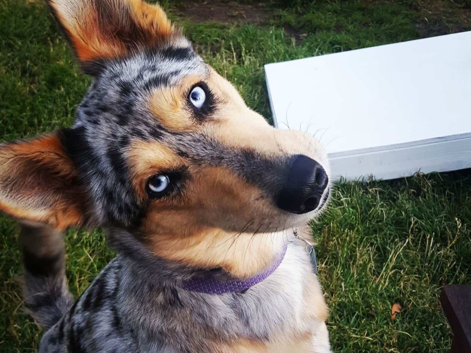 Housesitting assignment in Grand Rapids, Michigan, United States