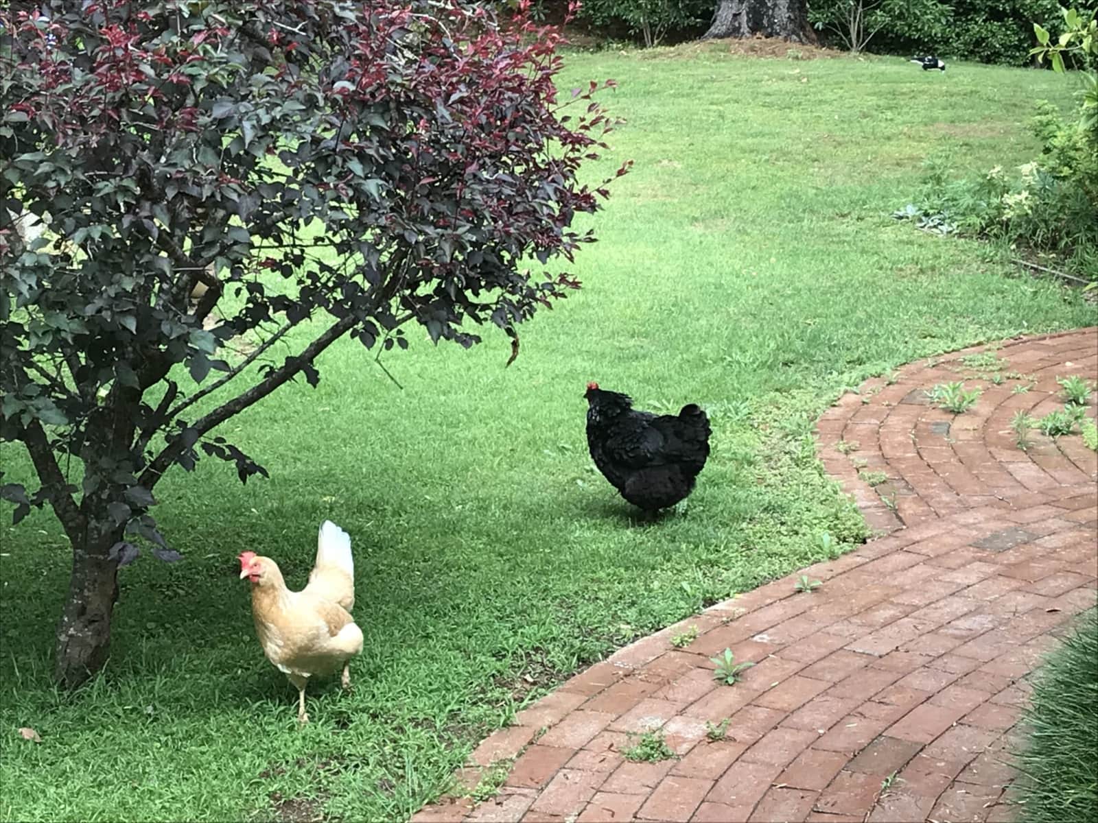 Housesitting assignment in Berry, New South Wales, Australia
