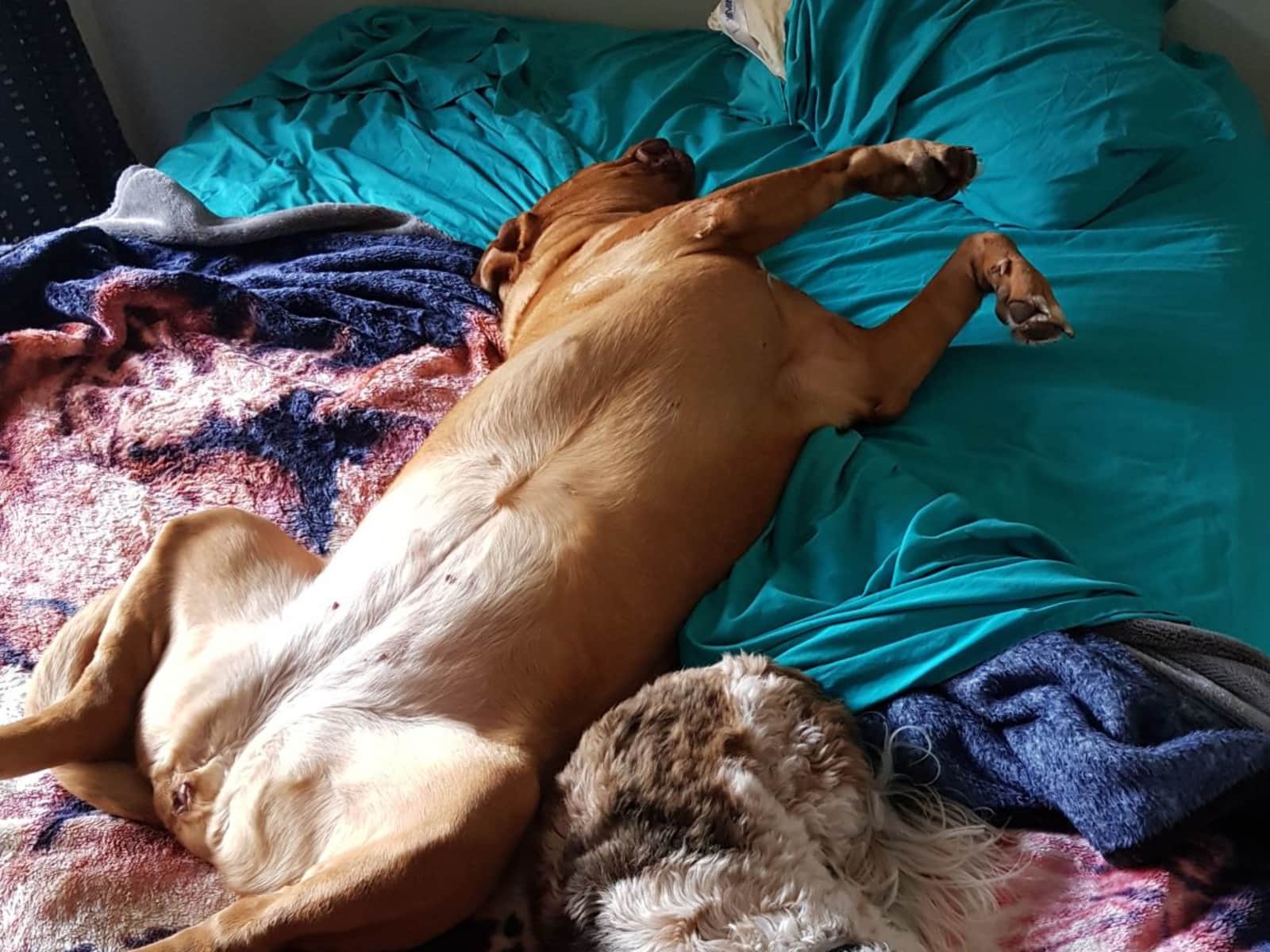 Housesitting assignment in Waiuku, New Zealand