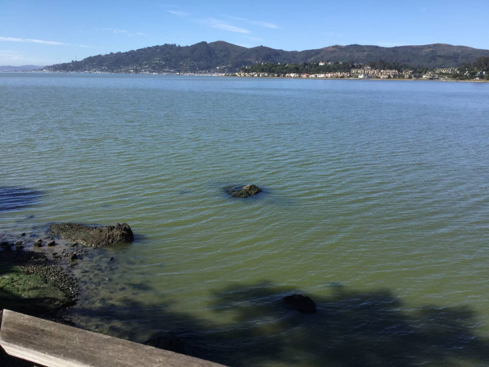 Housesitting assignment in Tiburon, California, United States
