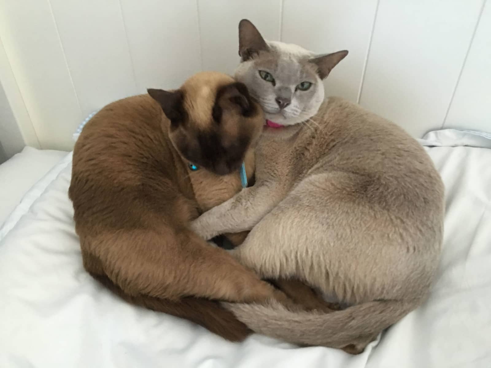 Housesitting assignment in Sevenoaks, United Kingdom