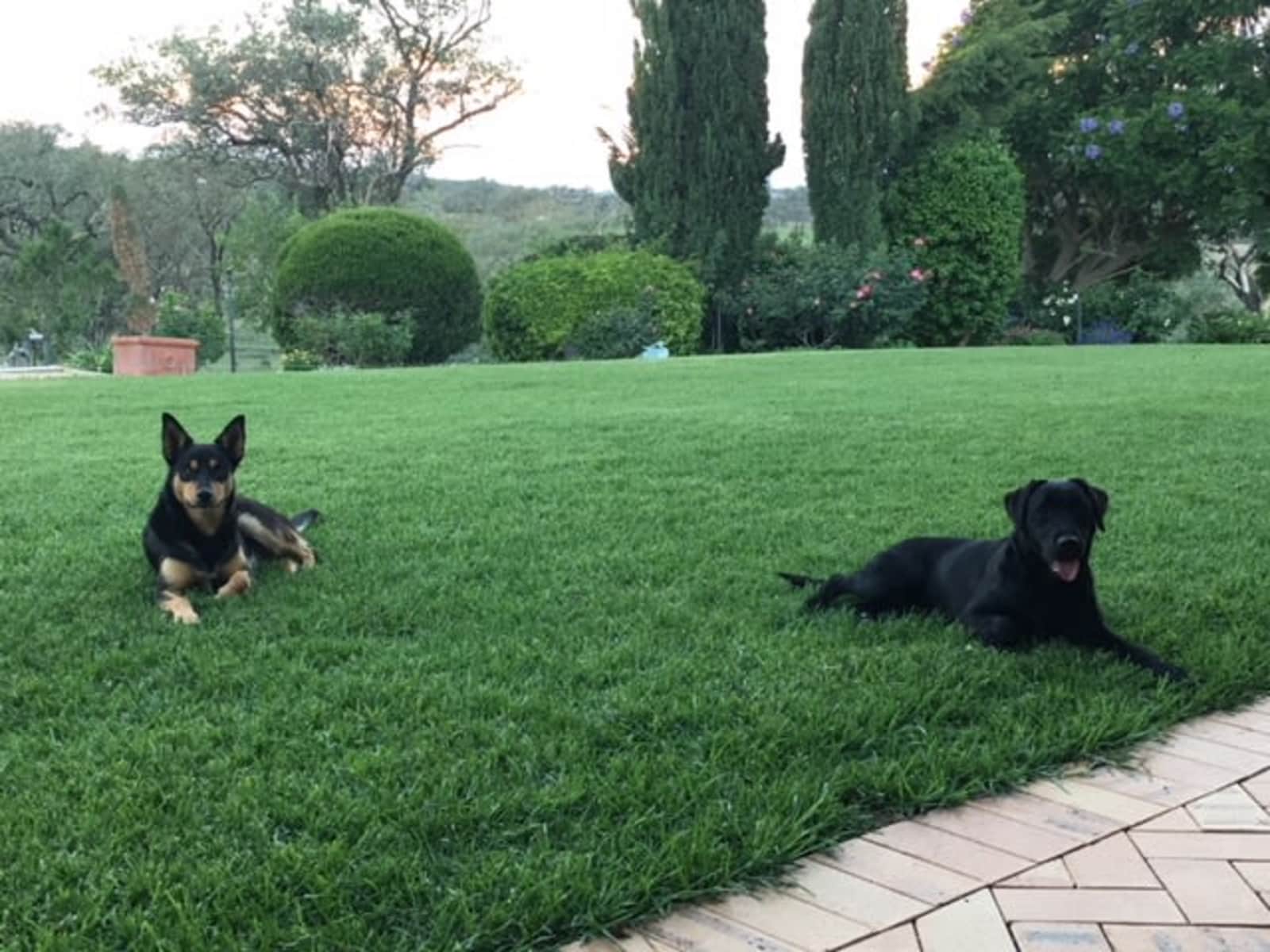 Housesitting assignment in Pittsworth, Queensland, Australia