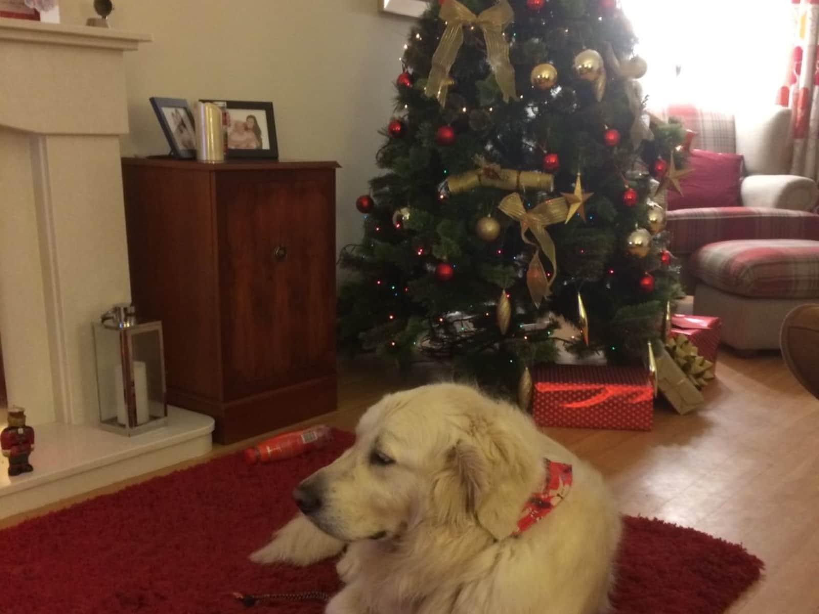 Housesitting assignment in Bridgend, United Kingdom