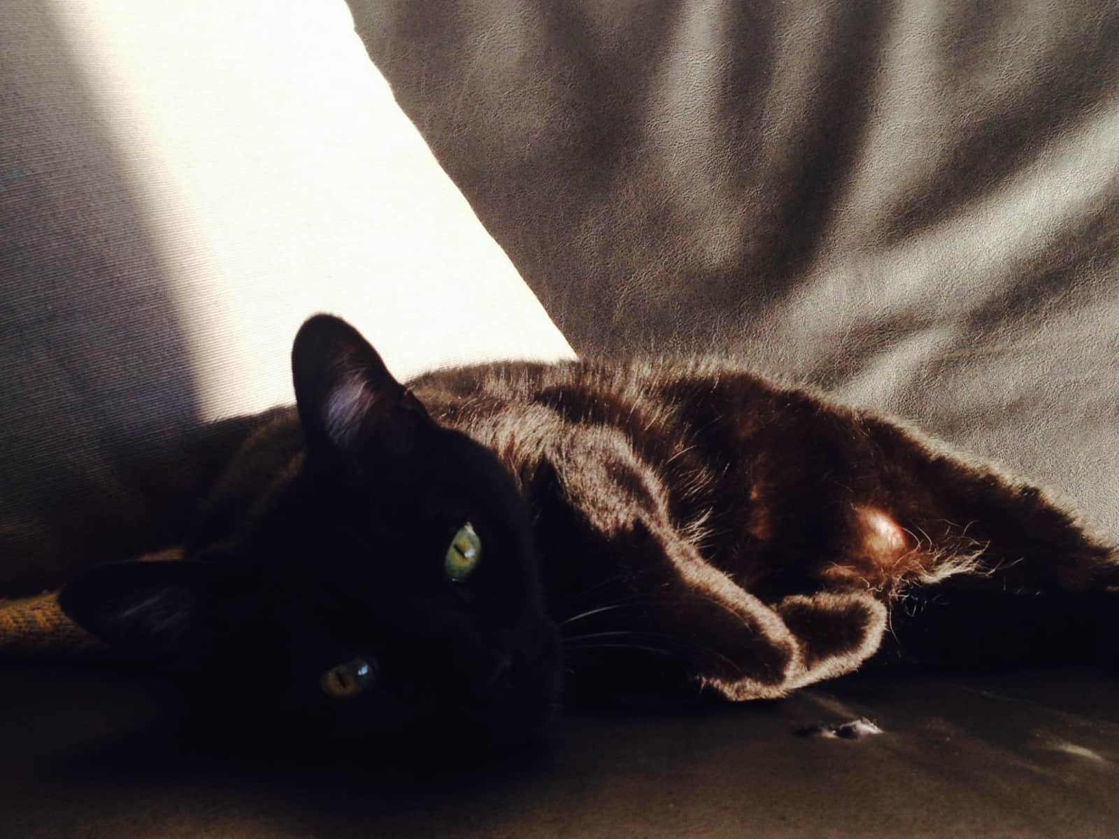 Housesitting assignment in Zürich, Switzerland