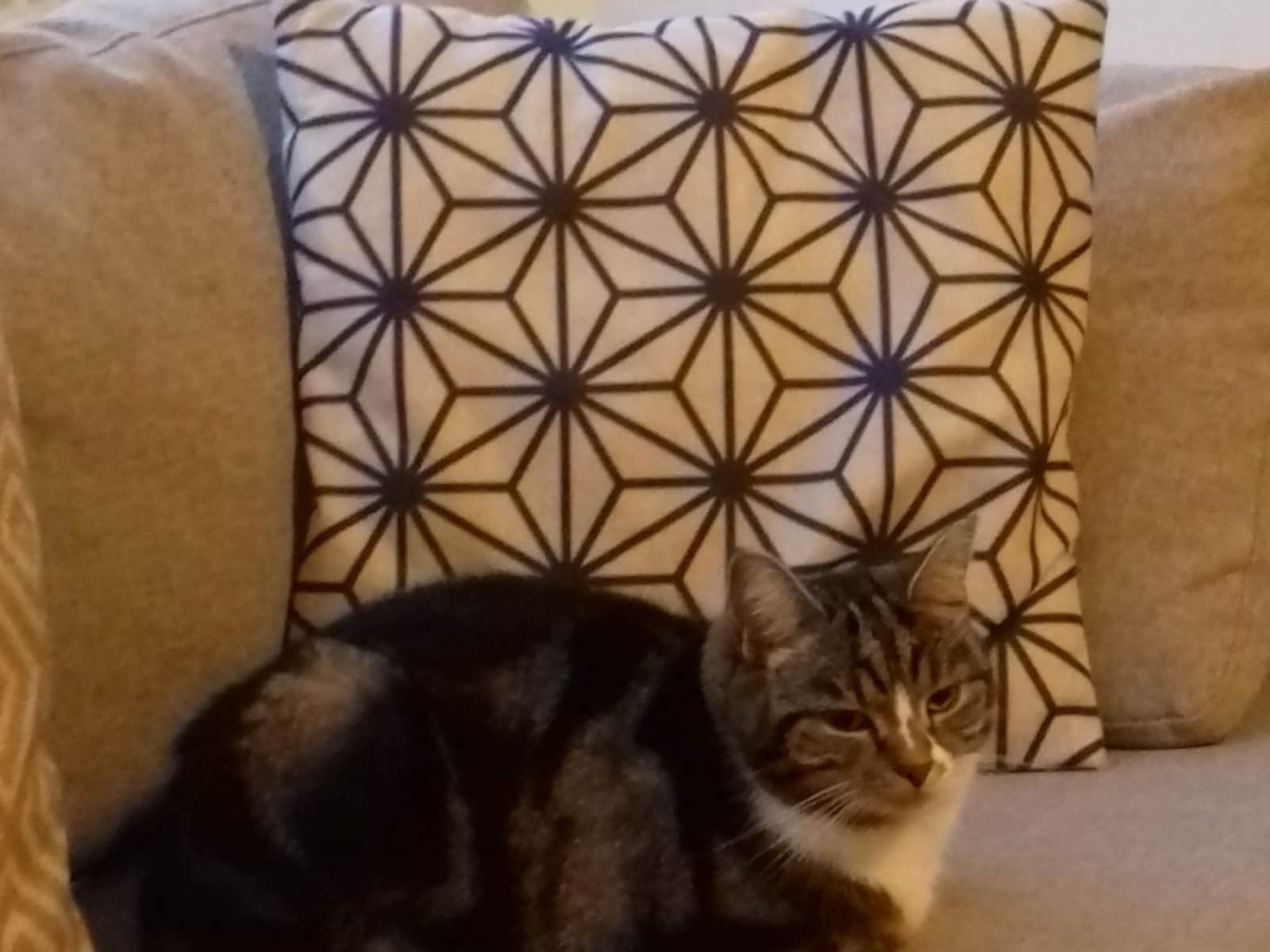 Housesitting assignment in Beaconsfield, United Kingdom