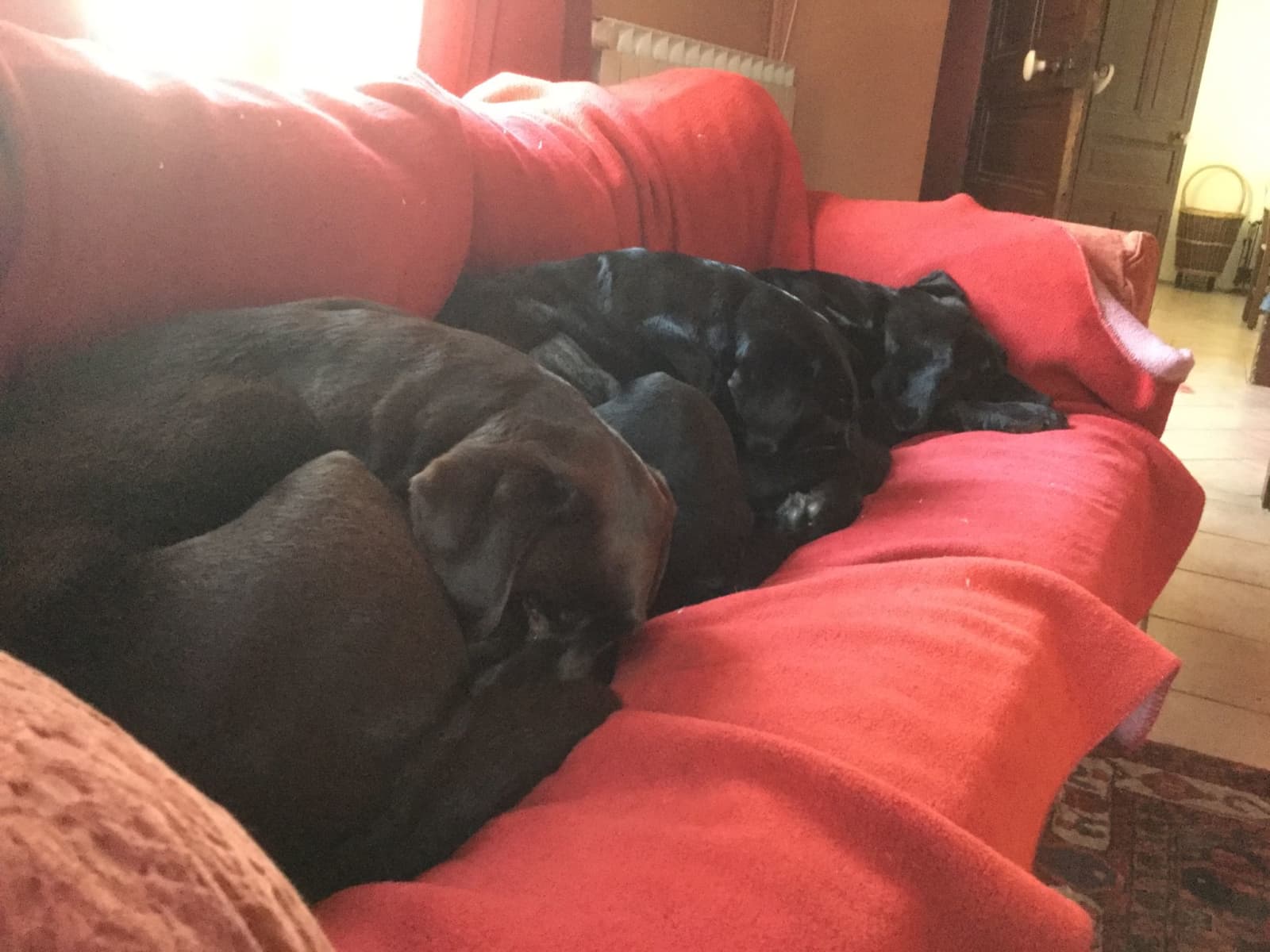 Housesitting assignment in Toulouse, France