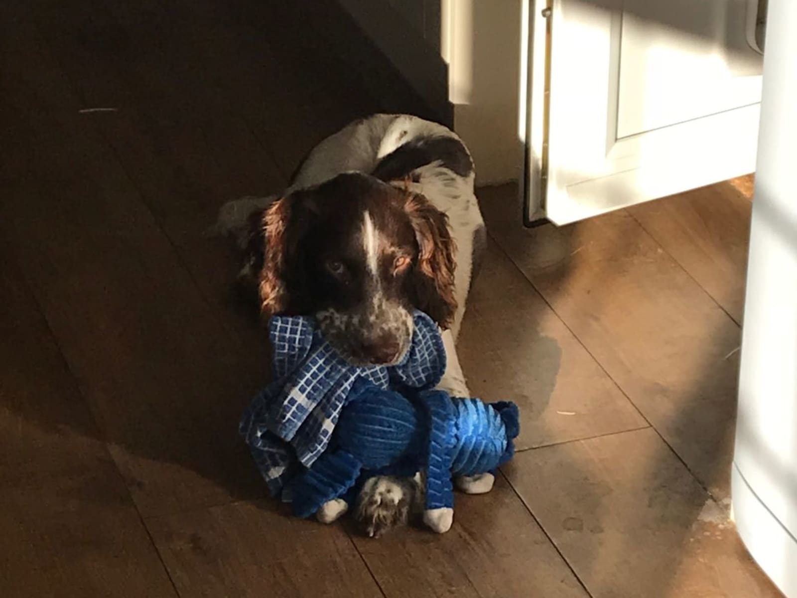 Housesitting assignment in Sittingbourne, United Kingdom