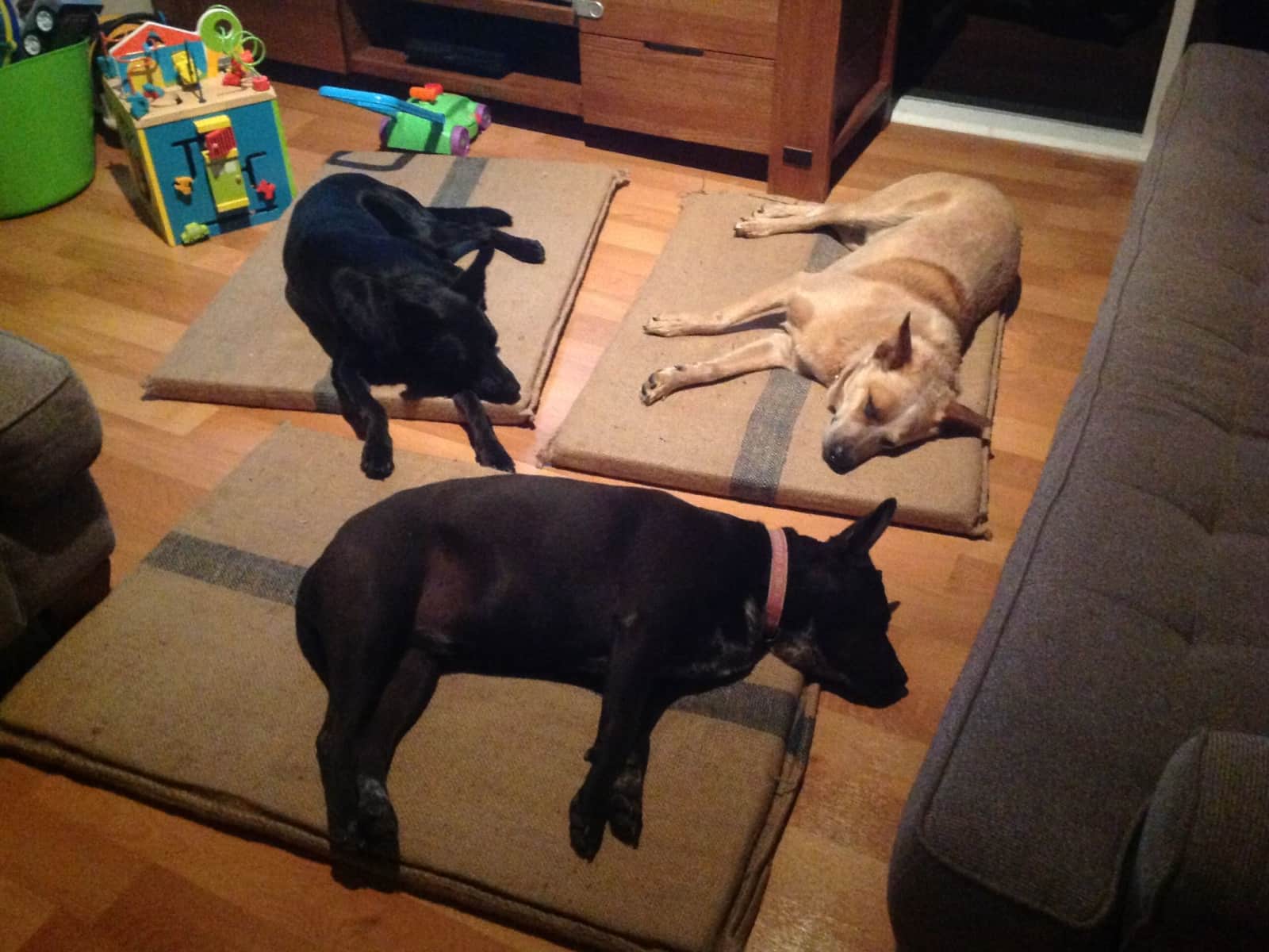 Housesitting assignment in Warburton, Victoria, Australia