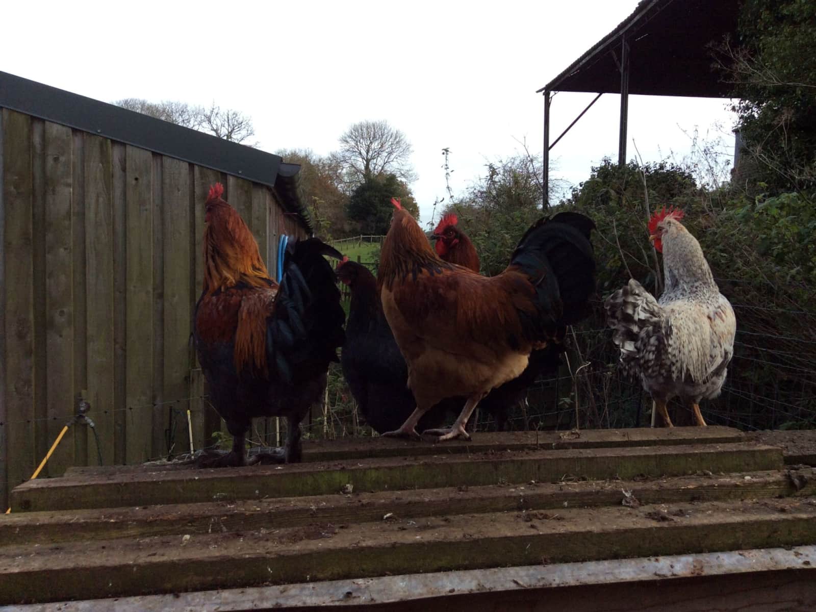 Housesitting assignment in Moretonhampstead, United Kingdom
