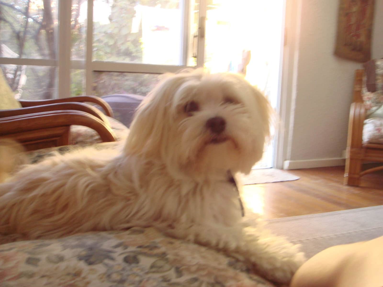 Housesitting assignment in Mandurah, Western Australia, Australia