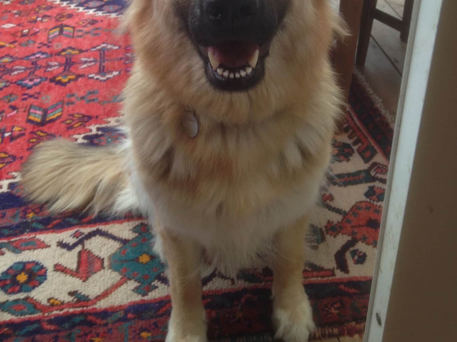 Housesitting assignment in Winchester, United Kingdom
