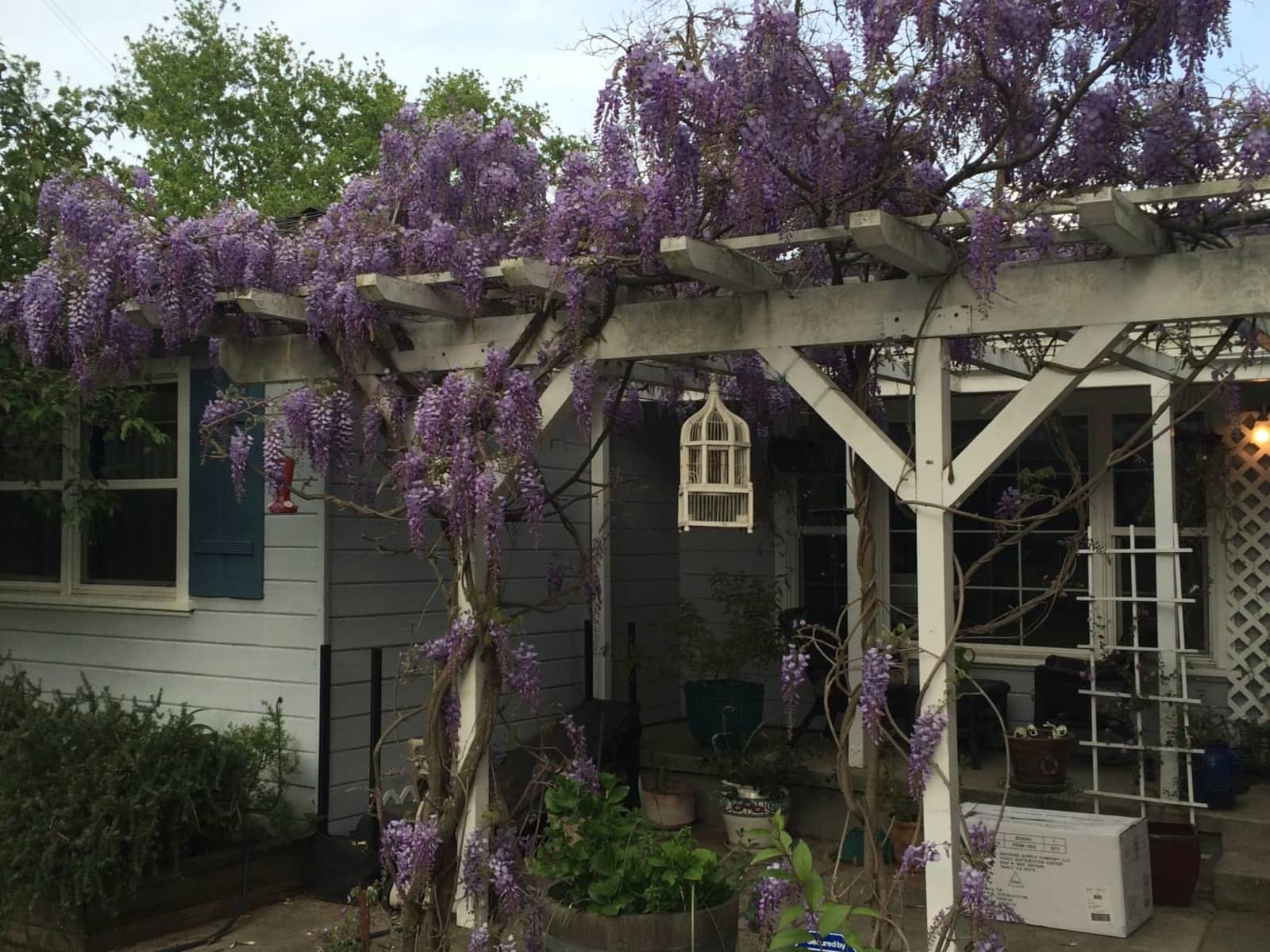 Housesitting assignment in Walnut Creek, California, United States