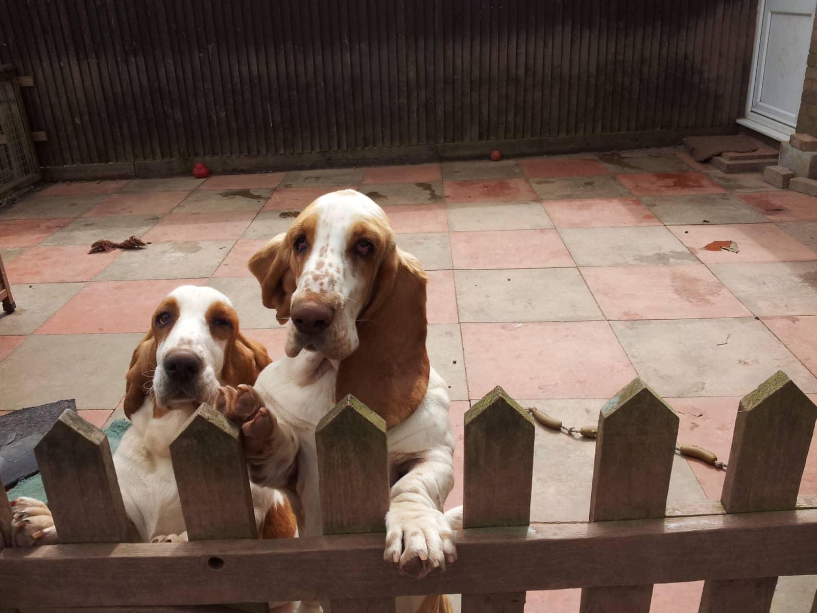 Housesitting assignment in Hereford, United Kingdom