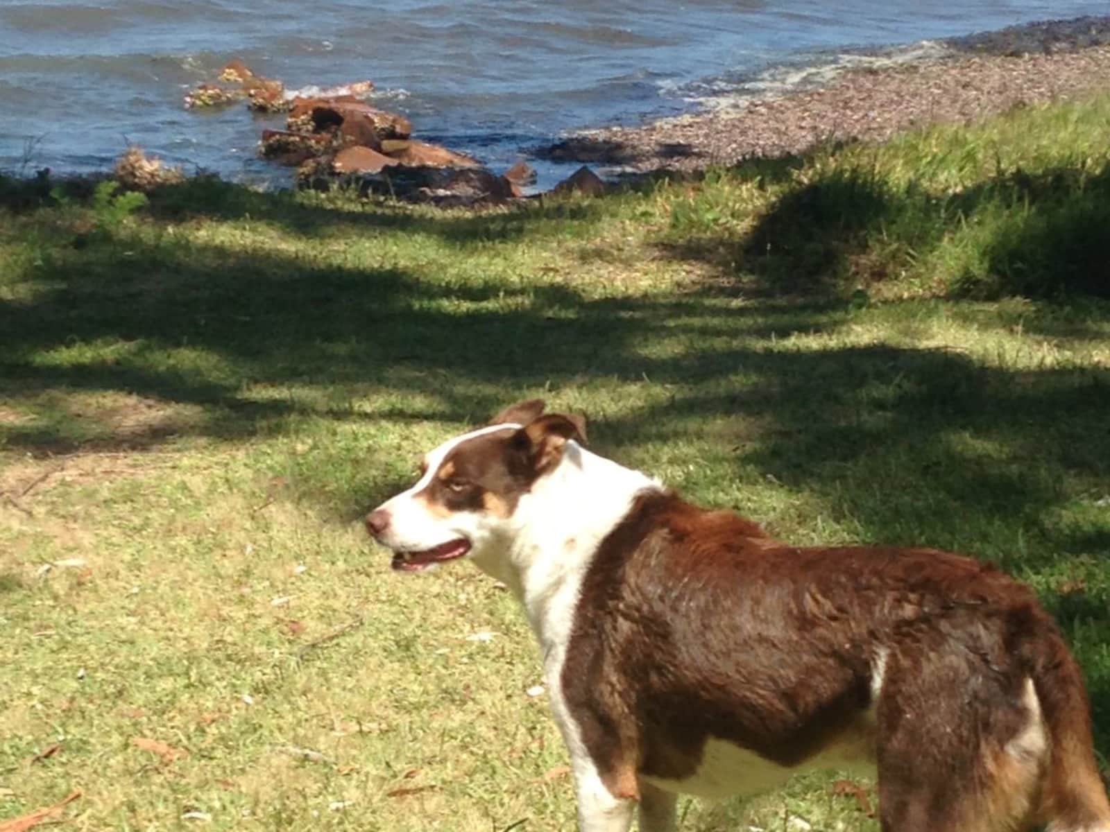 Housesitting assignment in Clarence Town, New South Wales, Australia
