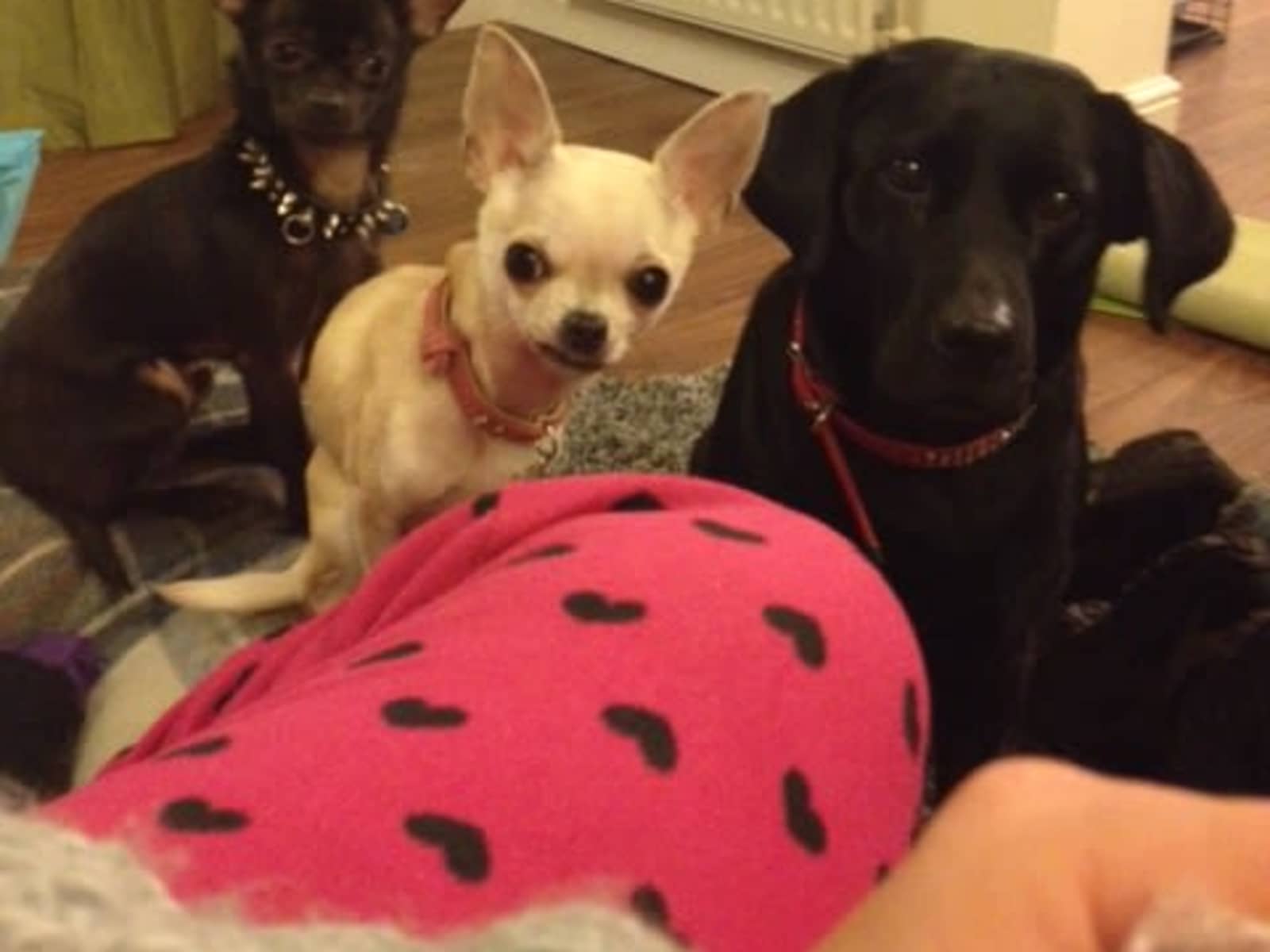 Housesitting assignment in Newcastle upon Tyne, United Kingdom