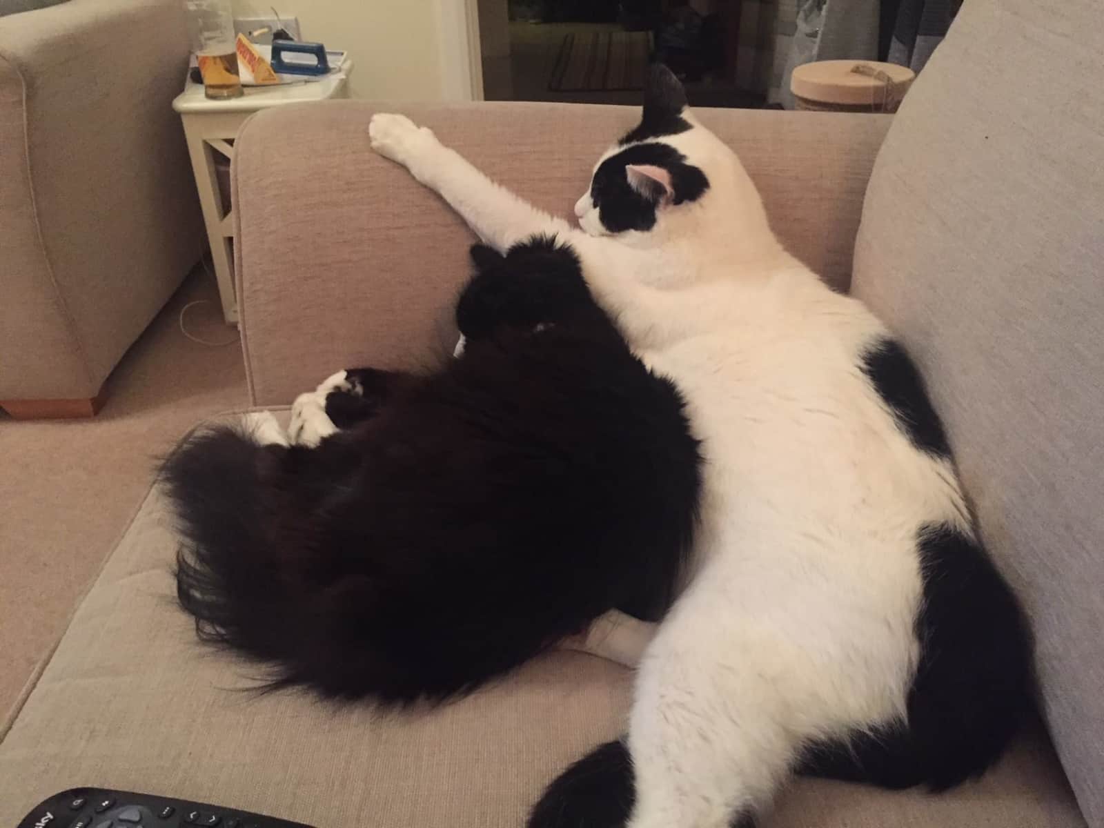 Housesitting assignment in Iwade, United Kingdom