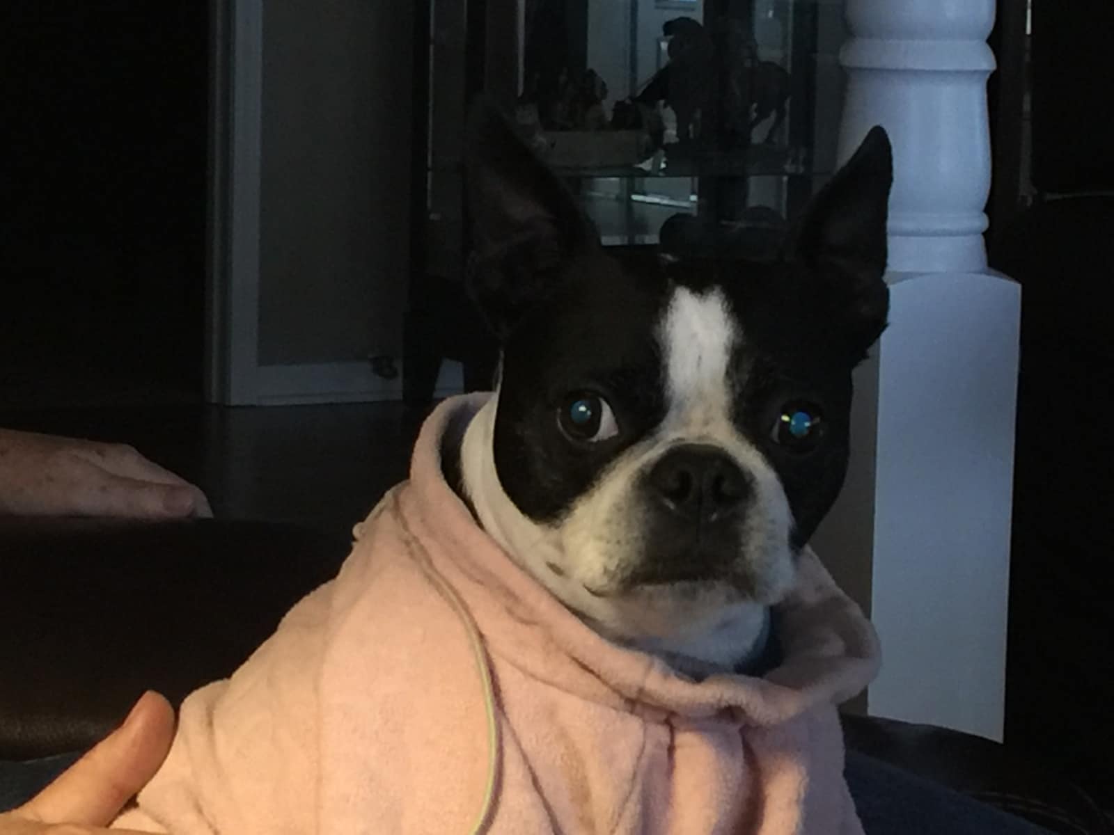 Housesitting assignment in Tyler, Texas, United States