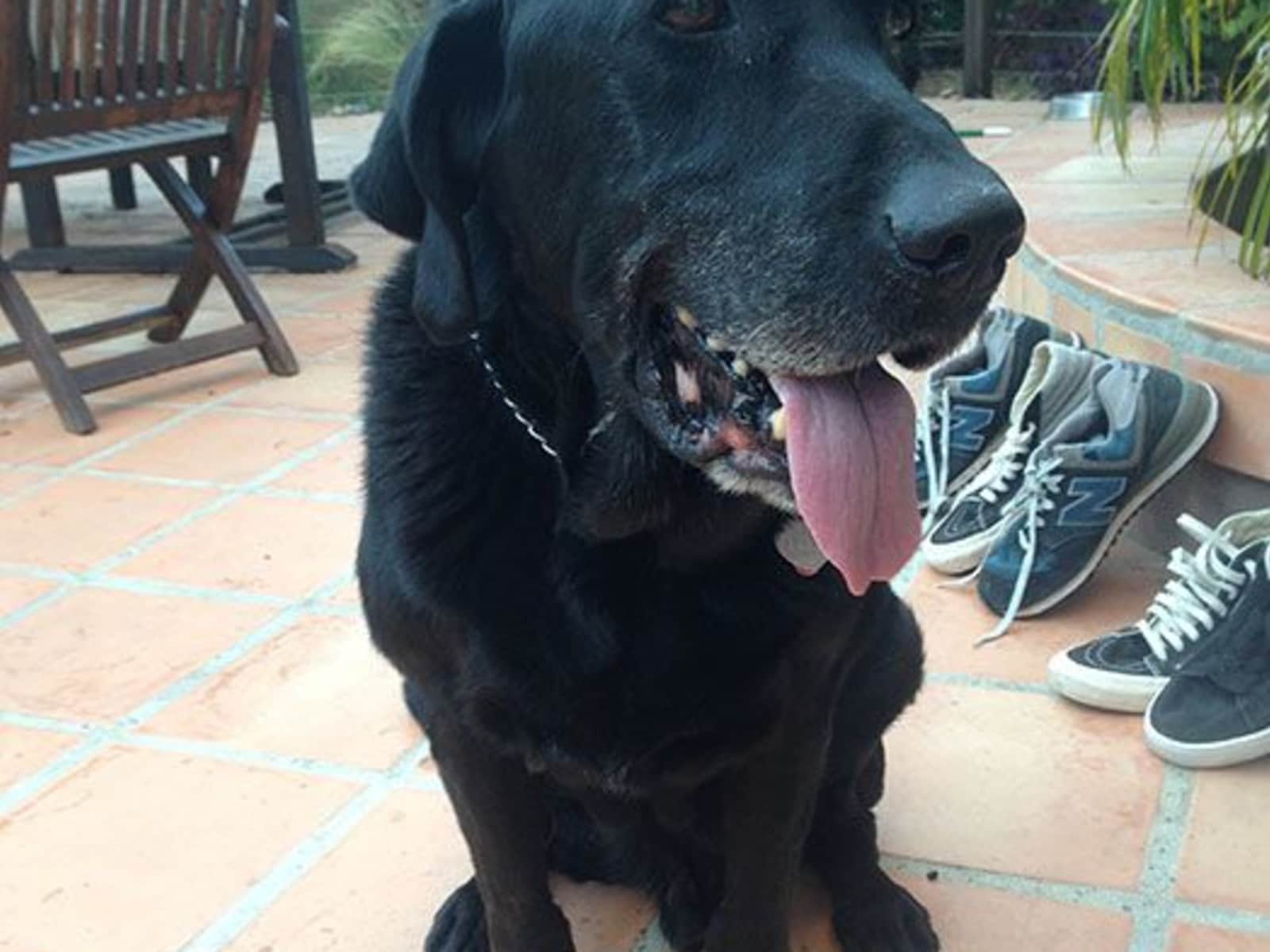 Housesitting assignment in Long Beach, California, United States
