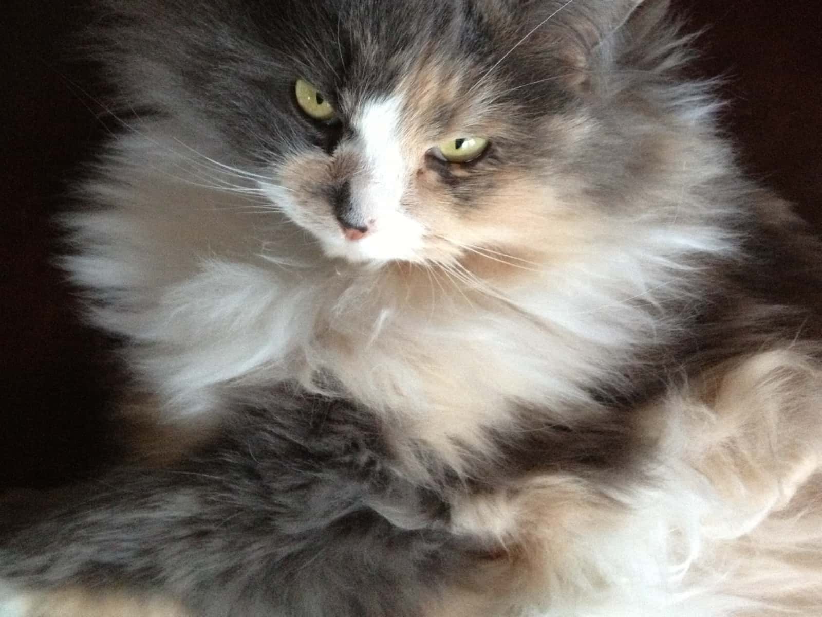 Patti & Edward from Kimberley, British Columbia, Canada
