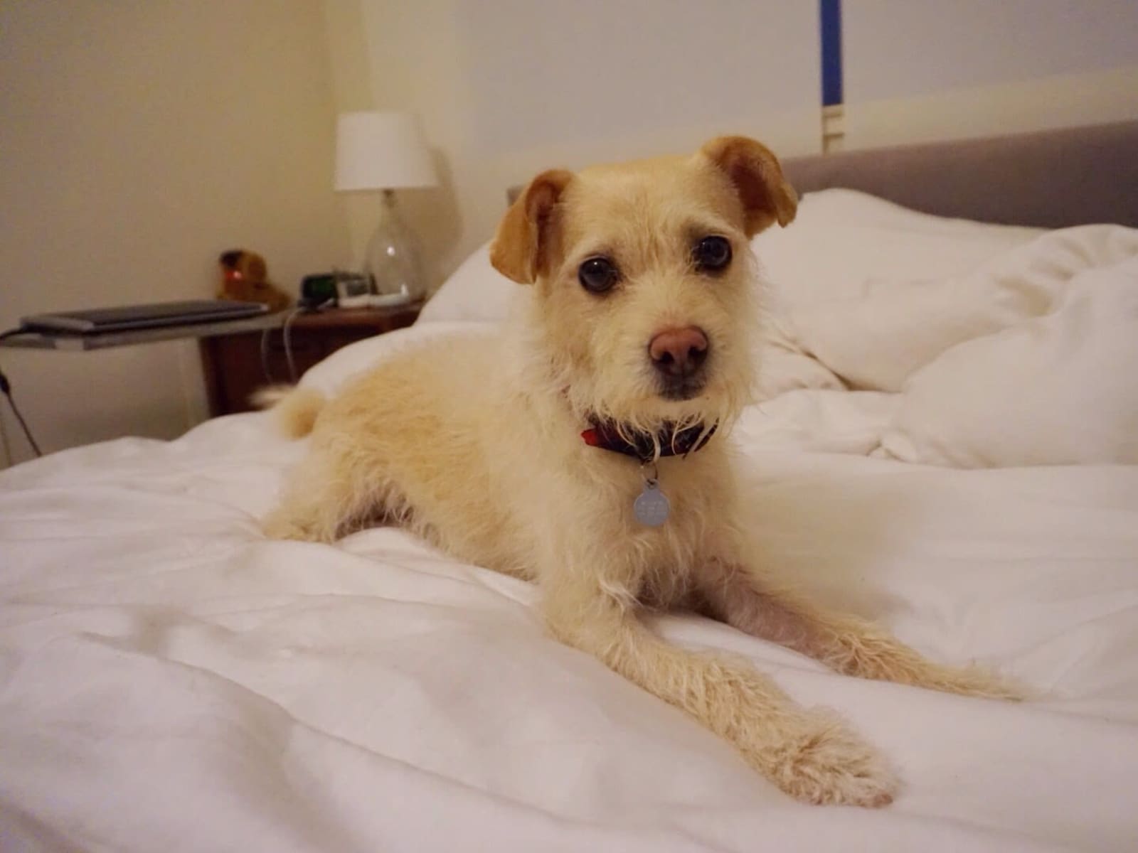 Housesitting assignment in Notting Hill Gate, United Kingdom
