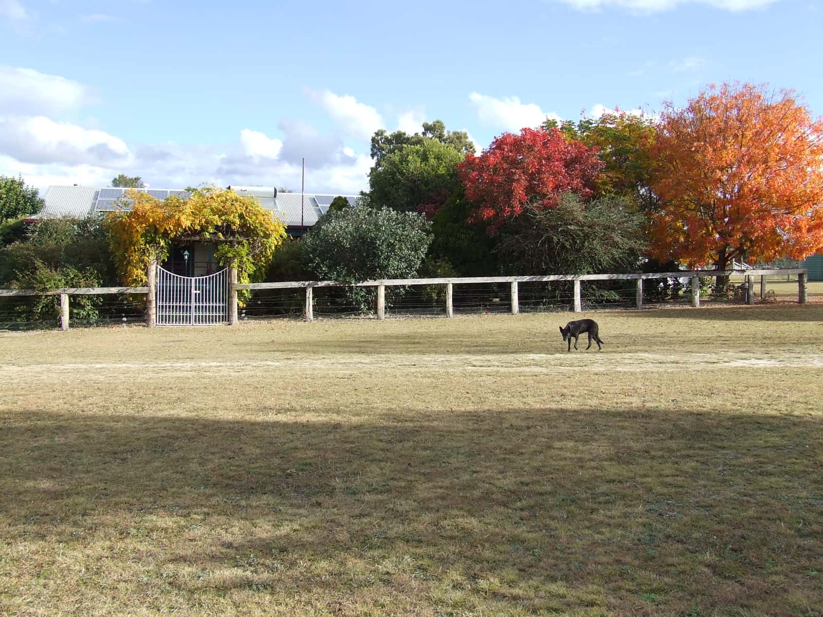 Housesitting assignment in Greymare, Queensland, Australia