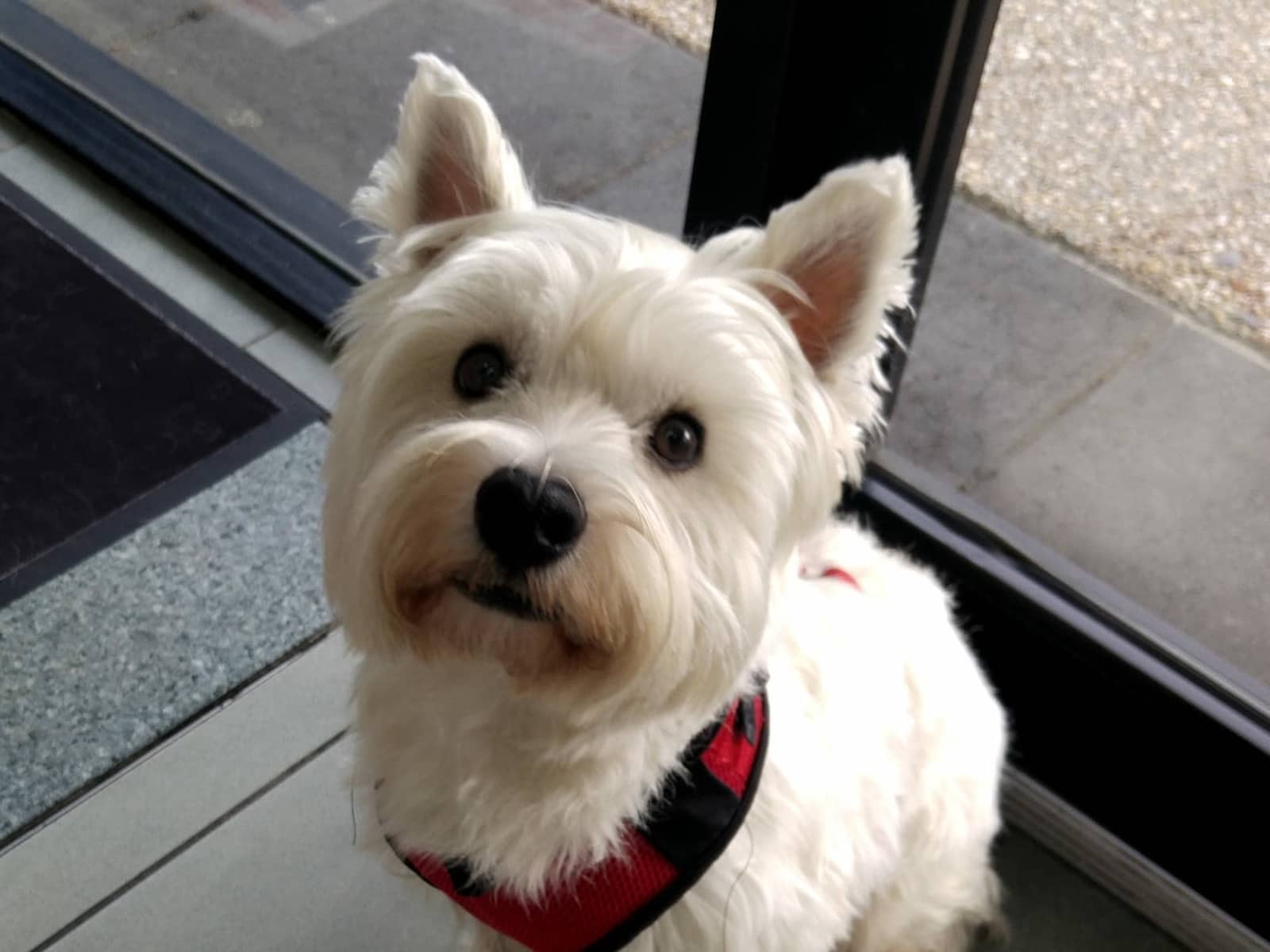 Housesitting assignment in Gold Coast, Queensland, Australia