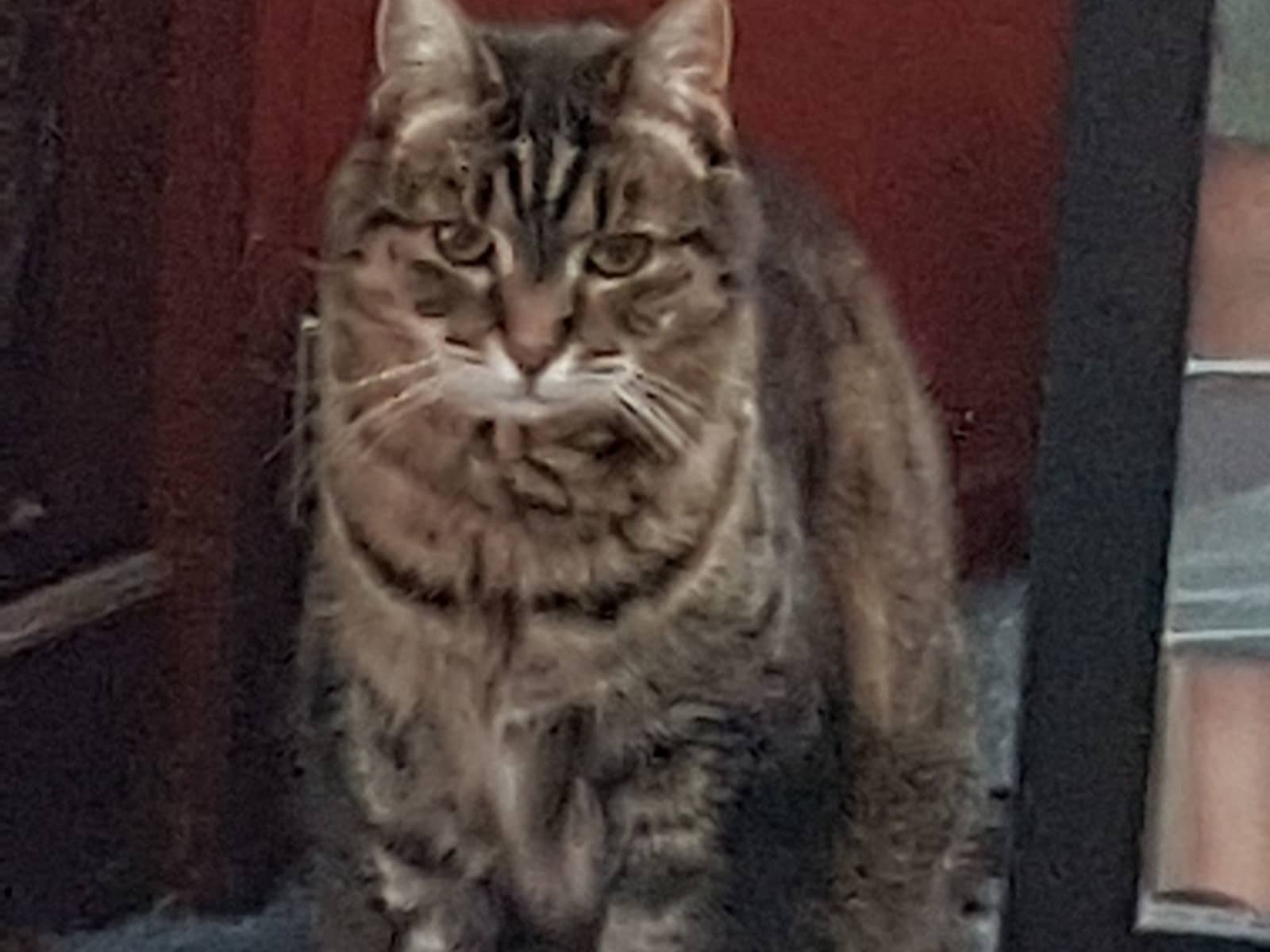 Housesitting assignment in Hobart, Tasmania, Australia