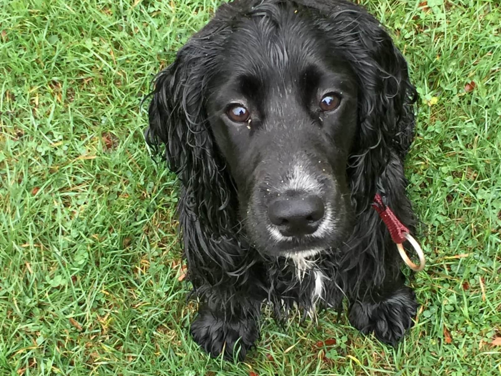 Housesitting assignment in London, United Kingdom