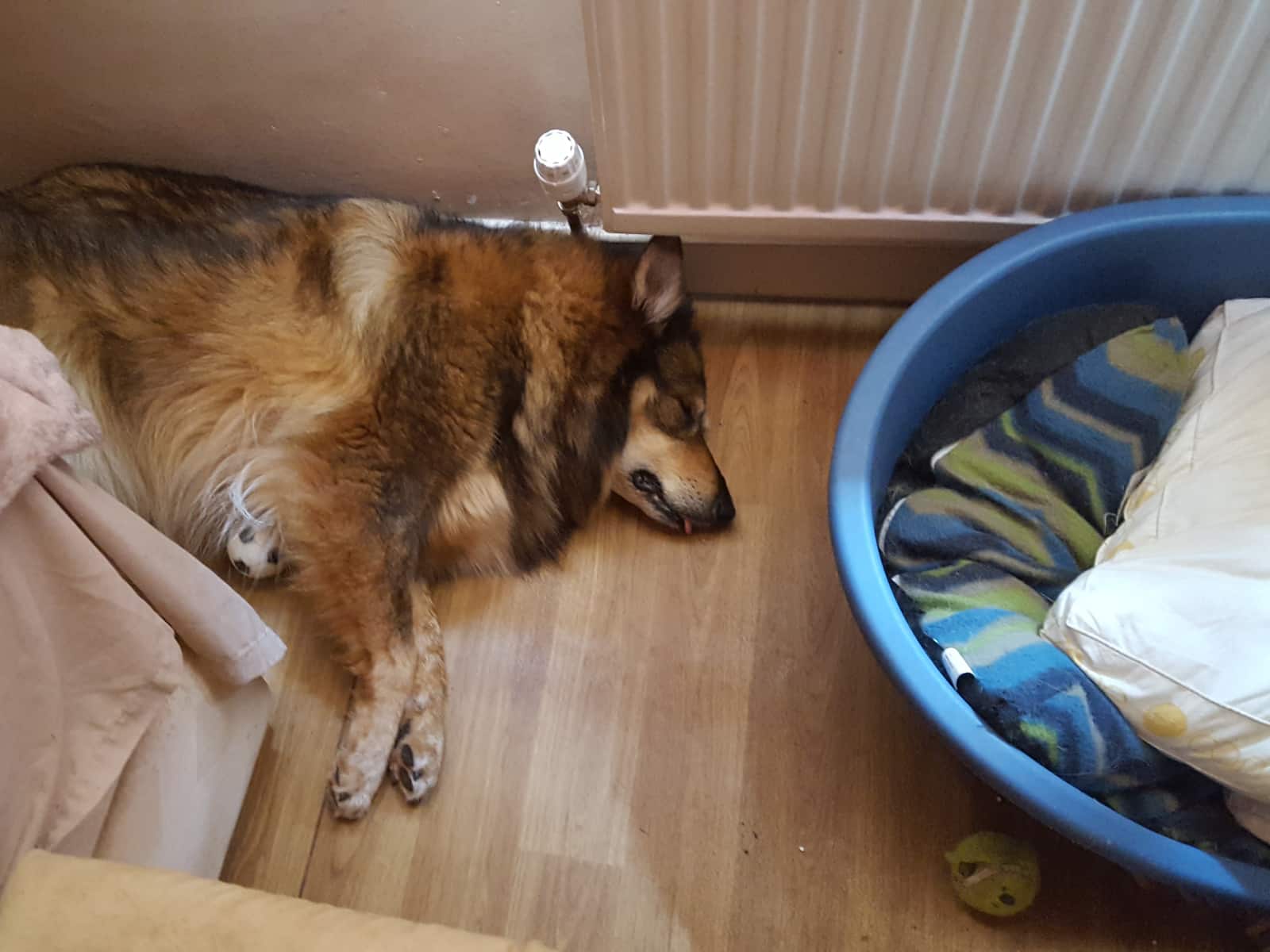 Housesitting assignment in Basingstoke, United Kingdom