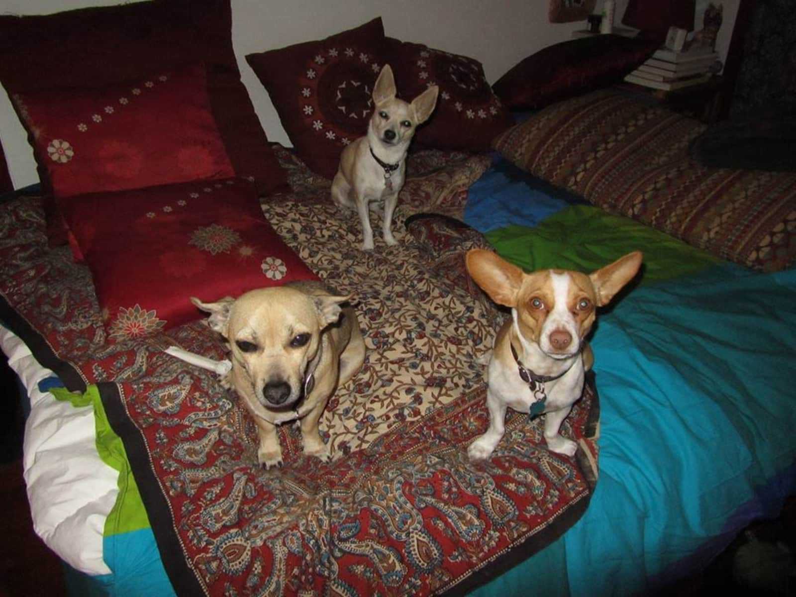 Housesitting assignment in North Hollywood, California, United States