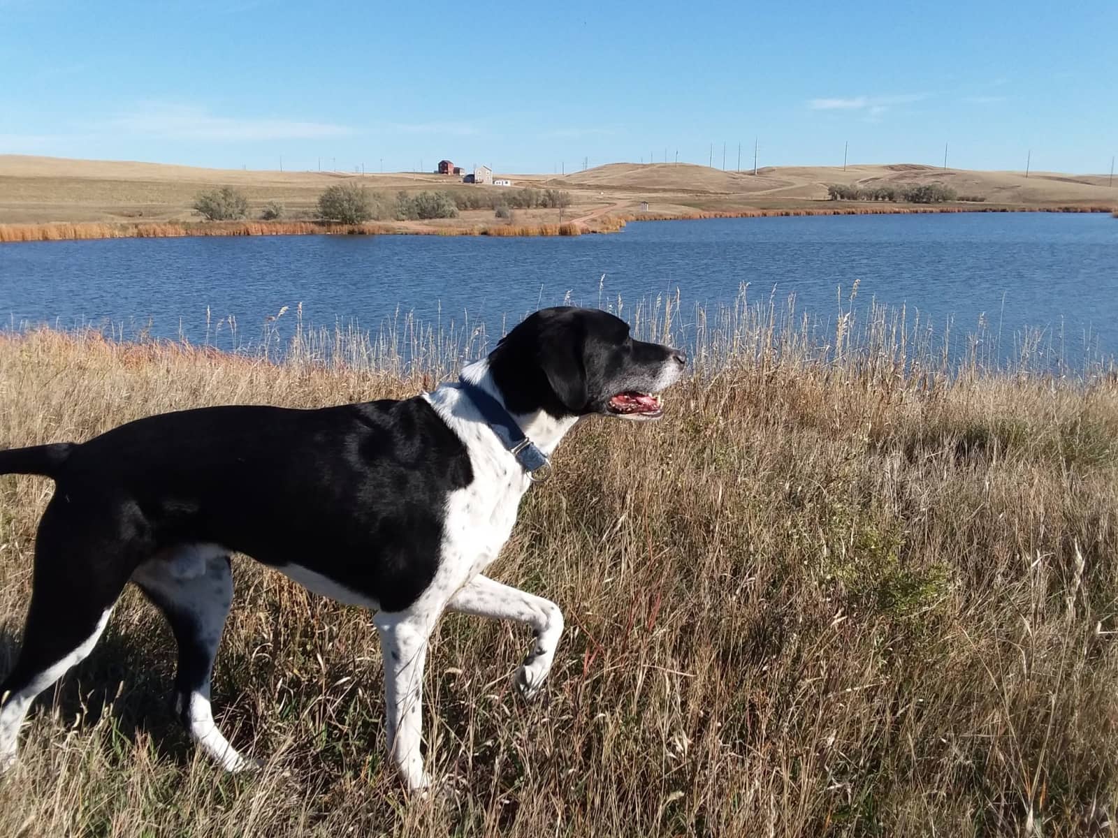 Housesitting assignment in Watford City, North Dakota, United States