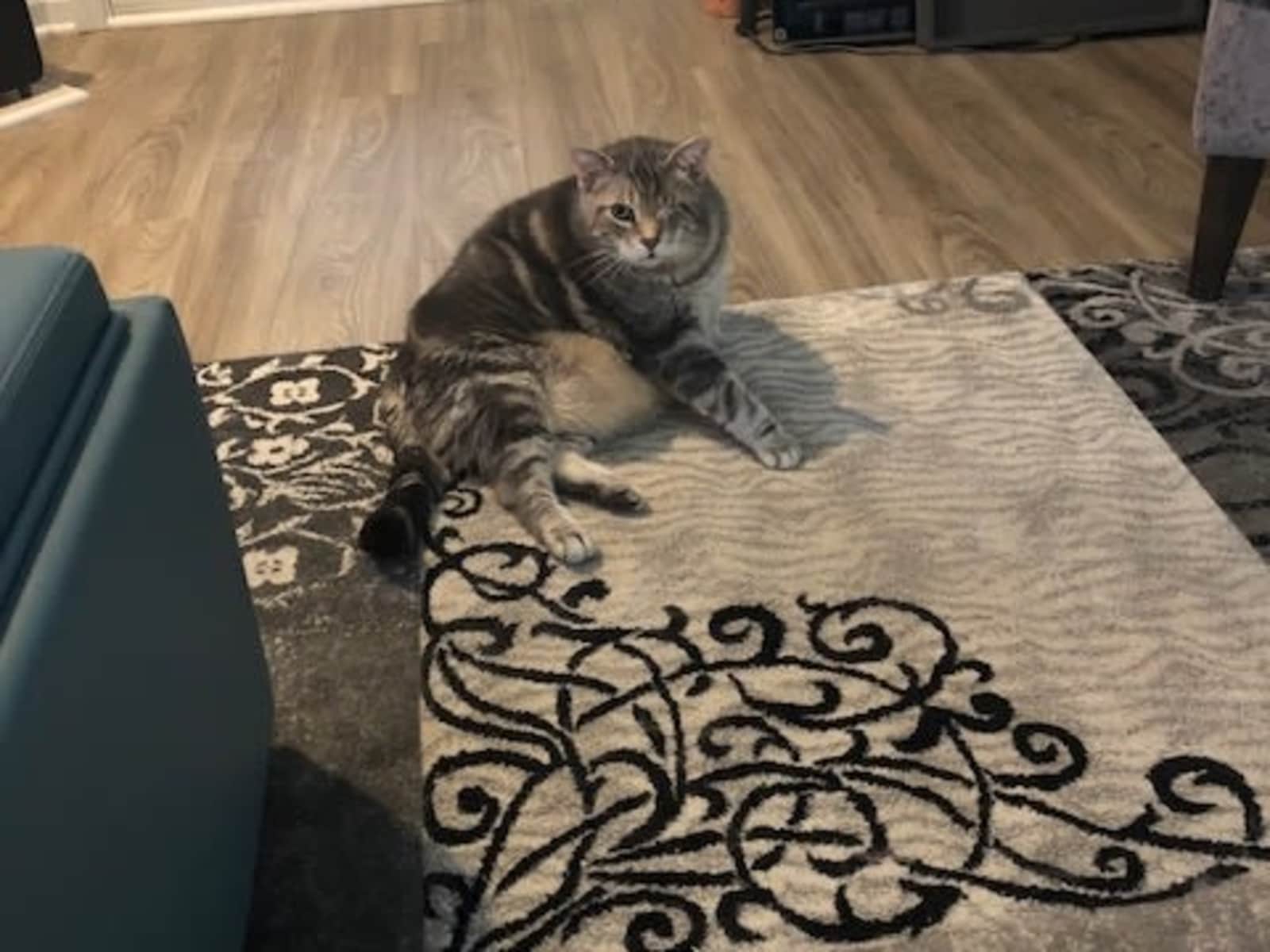Housesitting assignment in Chapel Hill, North Carolina, United States